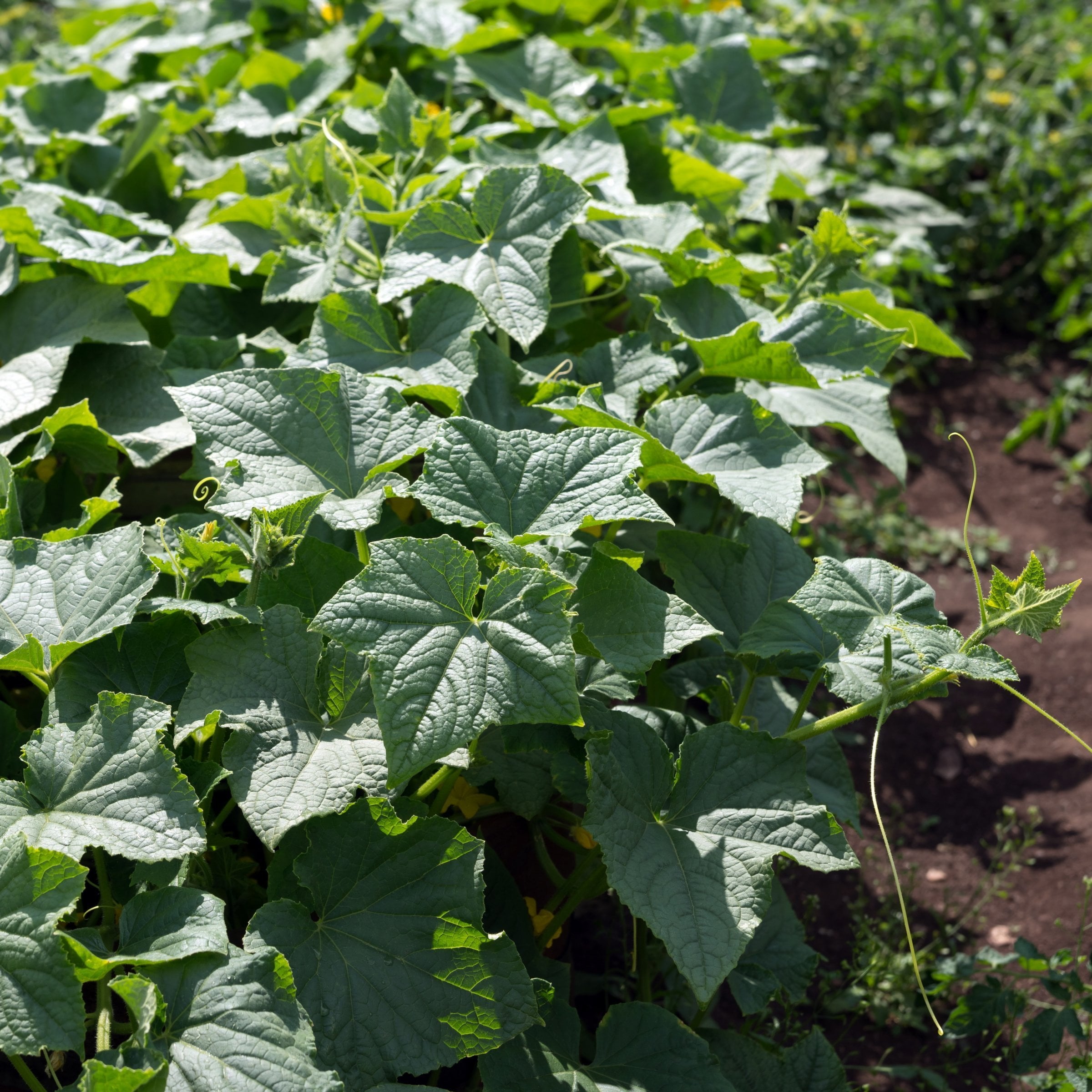 National Plant Network LW2585 Vegetable-Plants - View #3