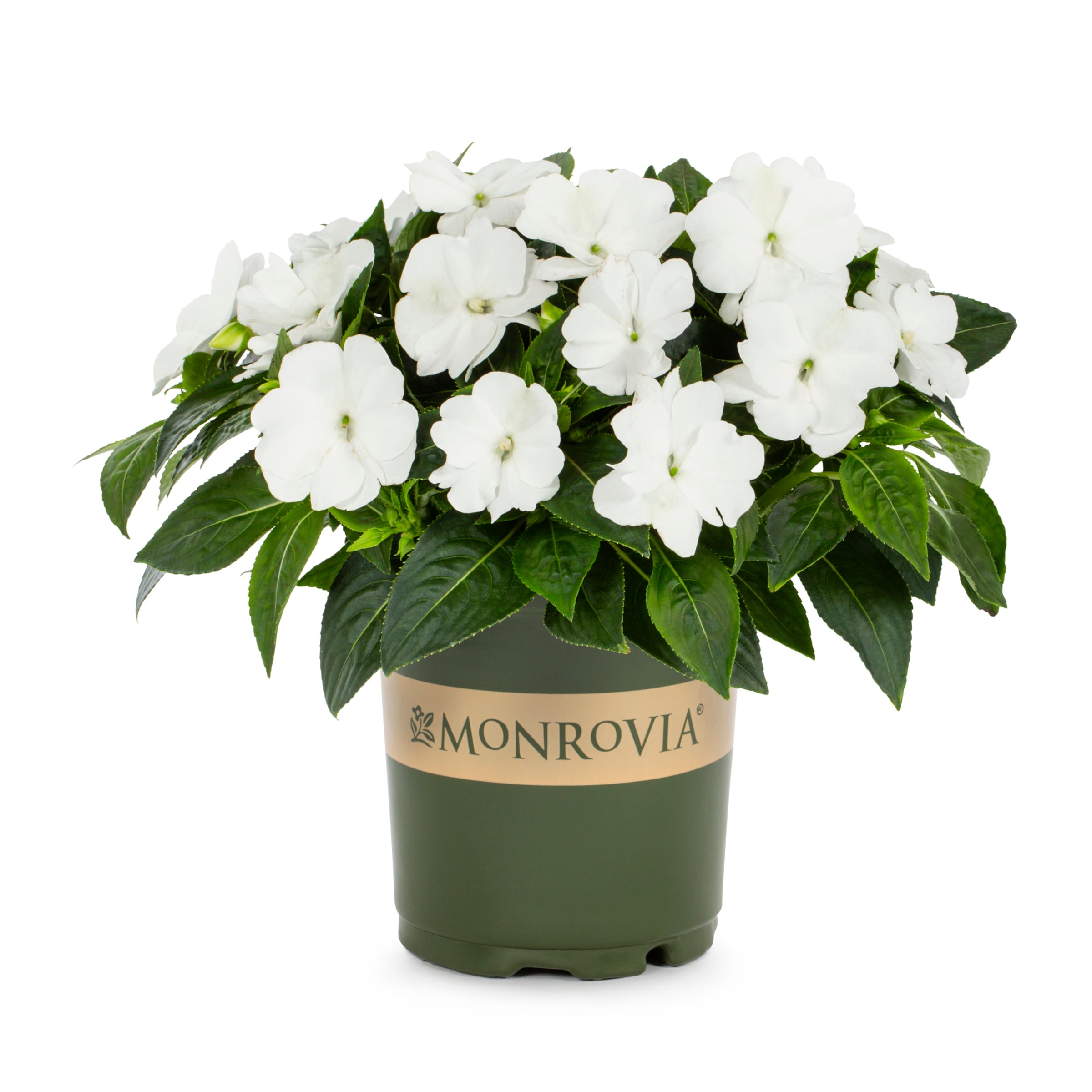 Monrovia 214203 annuals - View #7