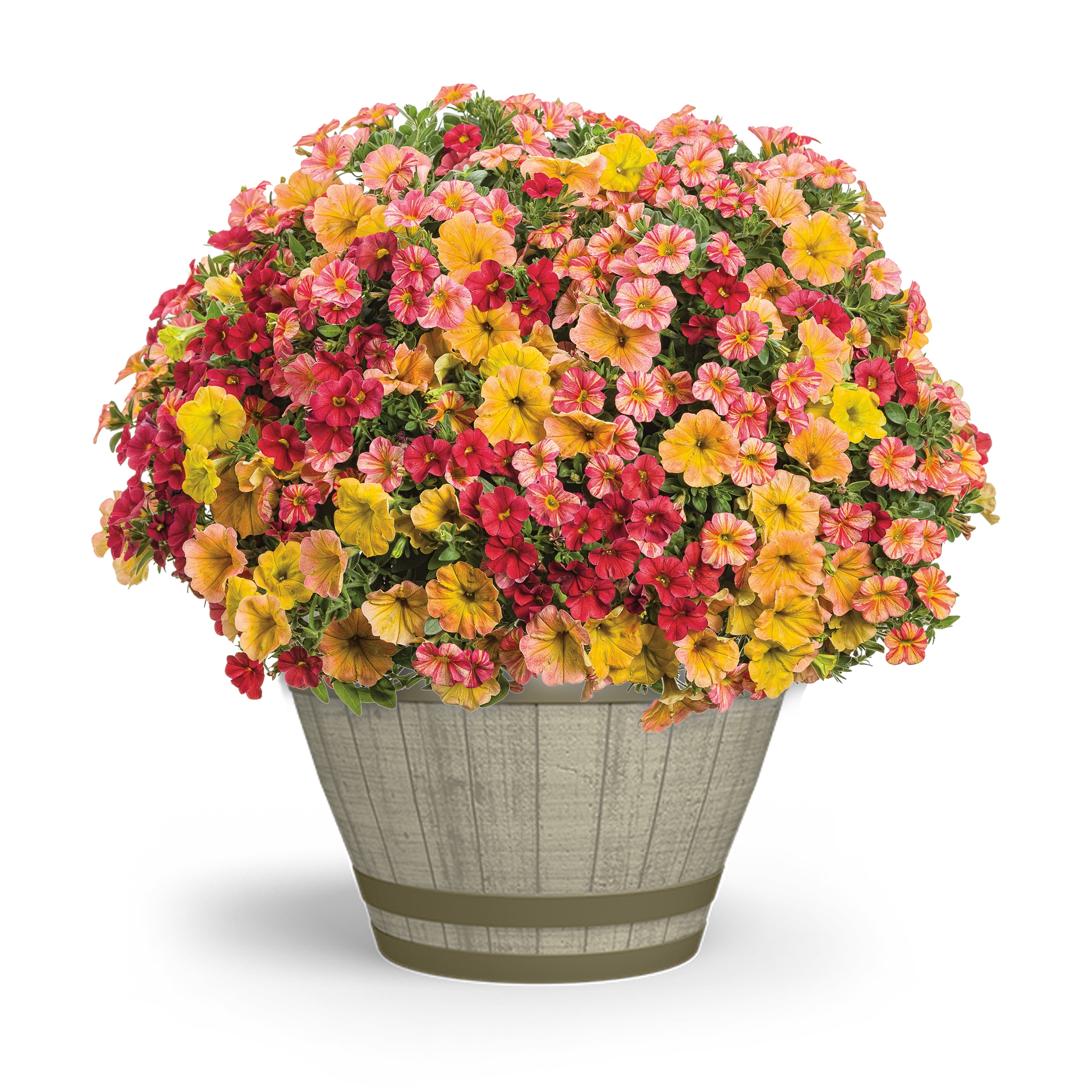Proven Winner NURSERY annuals - View #3