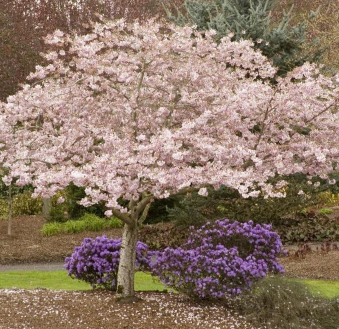 Lowe's 6.08-Gallons Pink Flowering Cherry In Pot (With Soil) in the ...