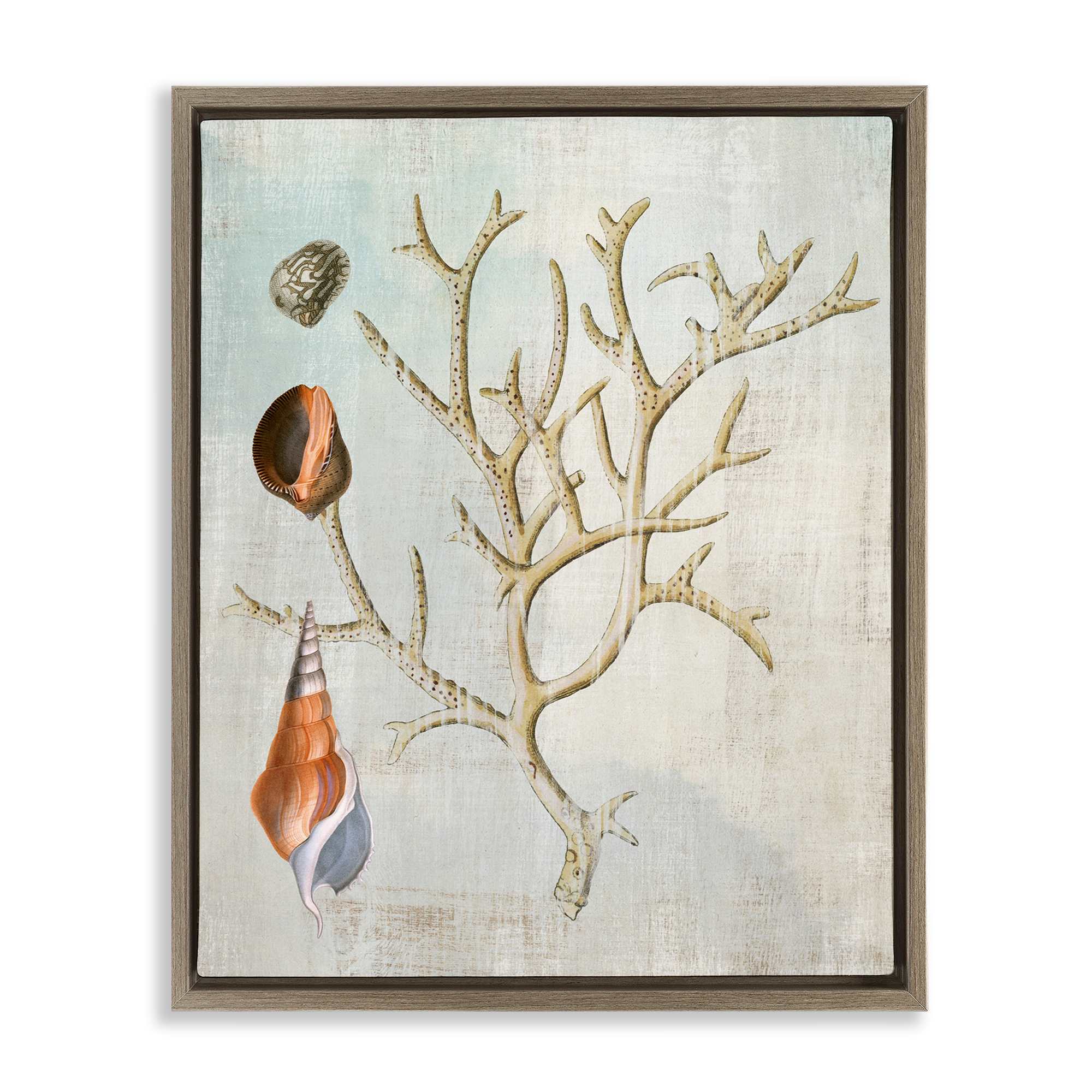 Stupell Industries BT-992-FFE-16X20 Seashells and Coral Branch Brown Framed Floater Canvas Wall Art By Susan Arnot 17 x 21