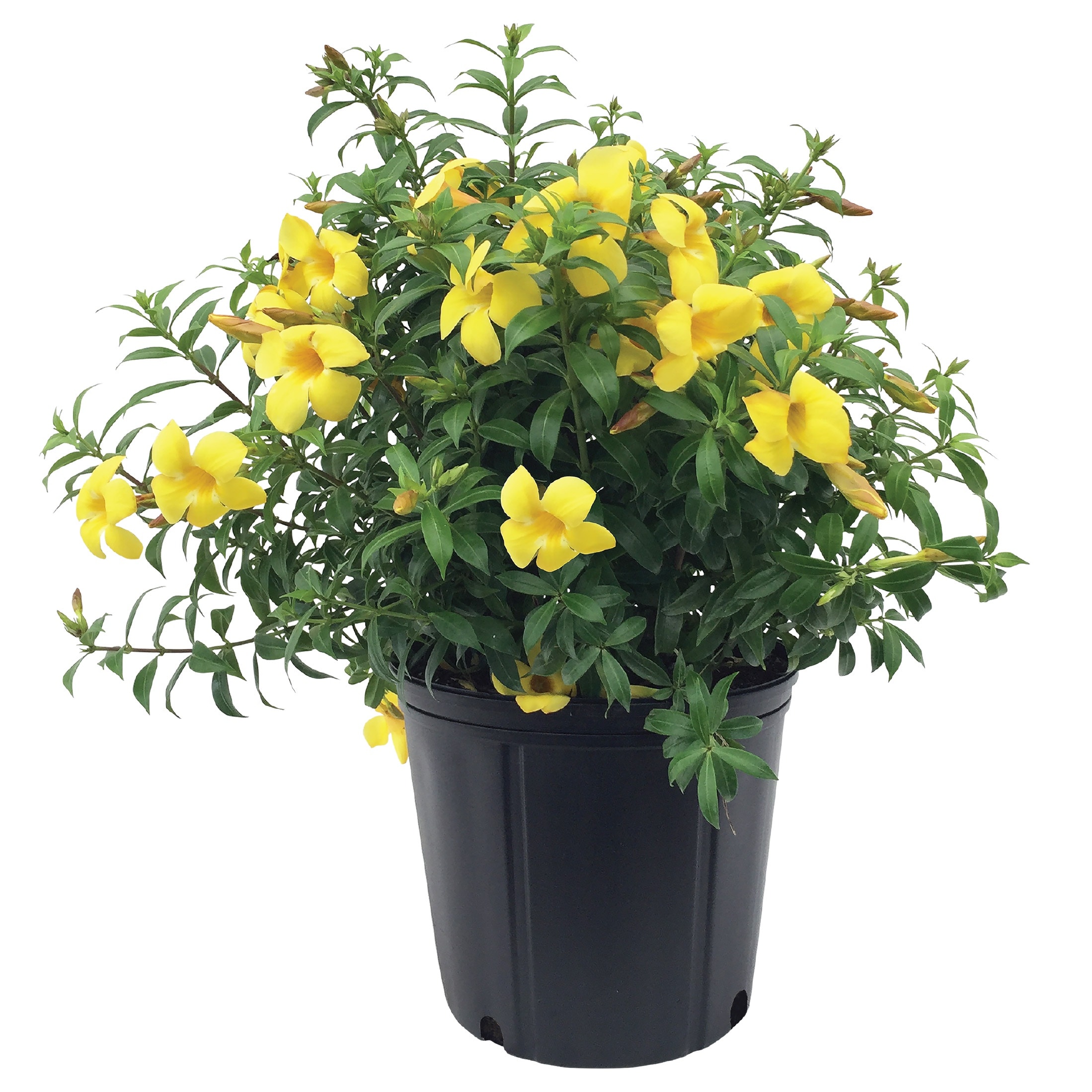 Nature's Way Farms - 1.72 -Gallon Dwarf Golden Trumpet Flowering Shrub with Yellow Blooms 1 -Pack