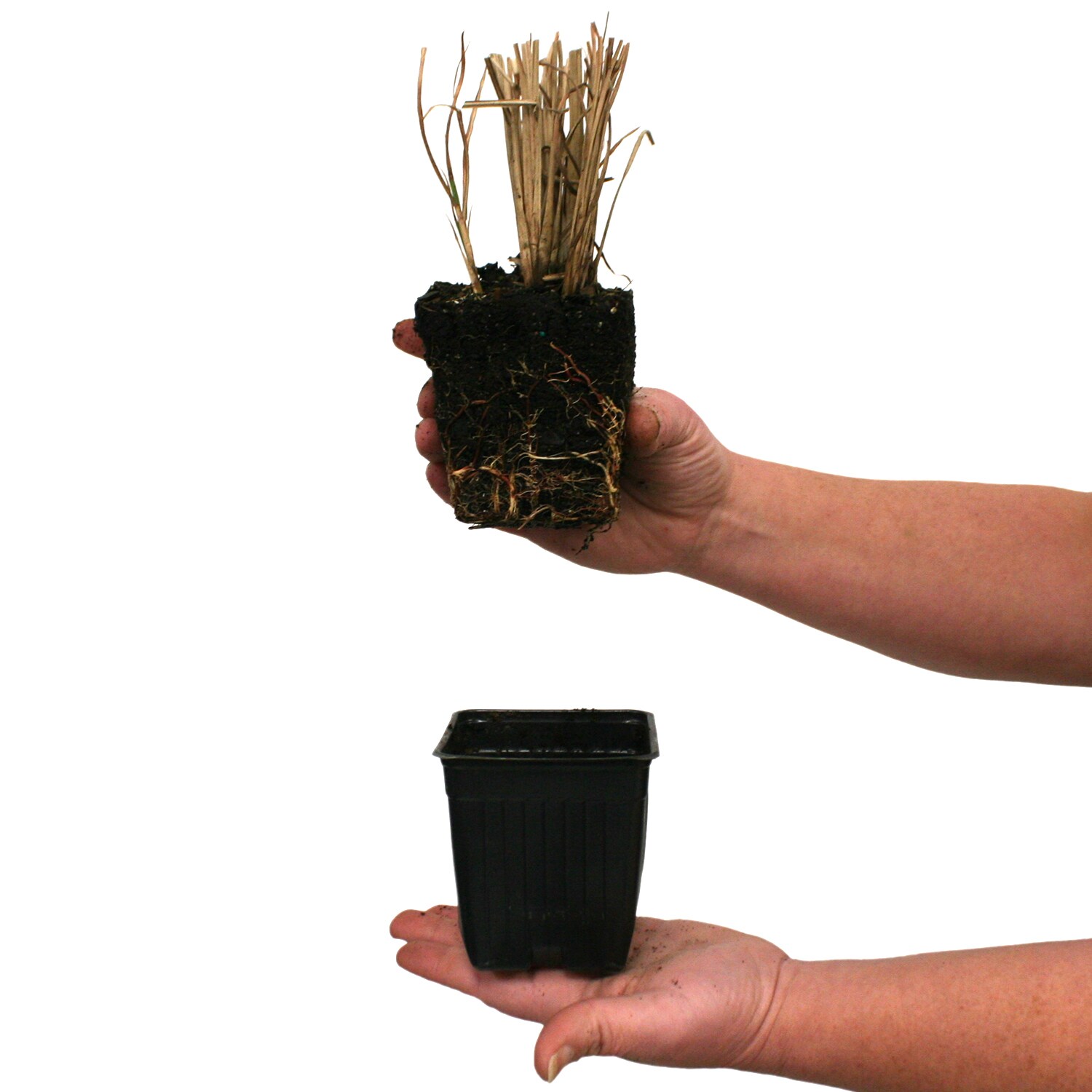 Van Zyverden 84593 Plant-Bulbs - View #4