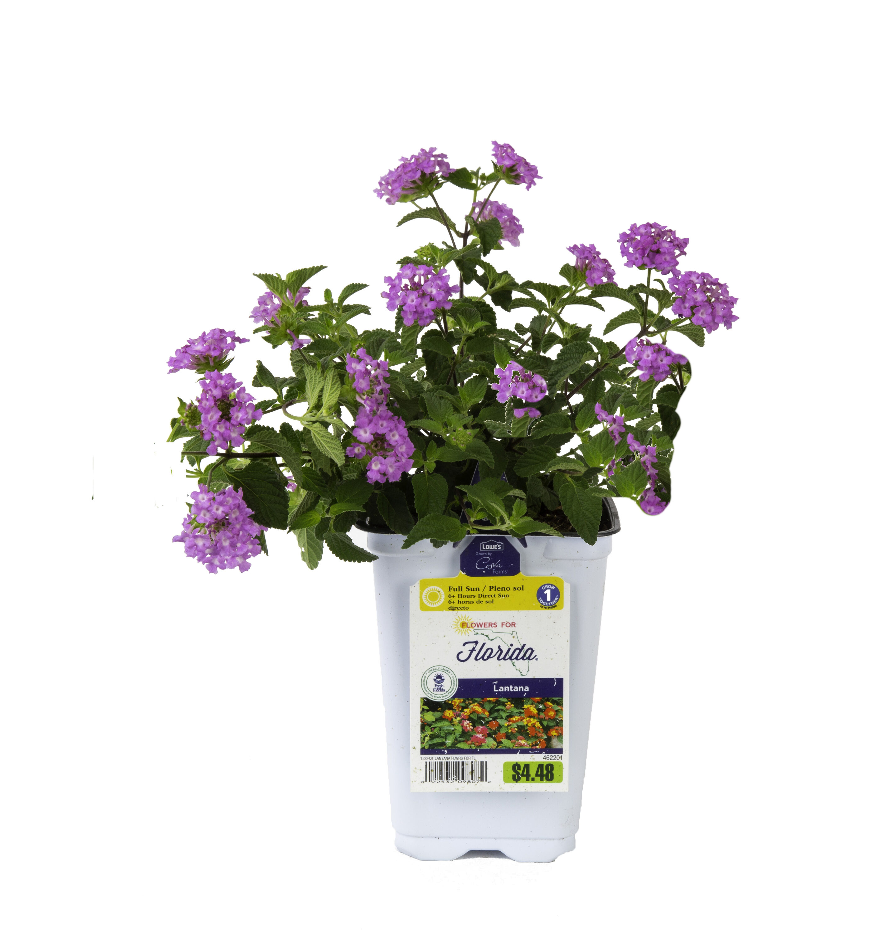 Lowe's Multicolor Lantana in 1-Quart Pot in the Annuals department at ...