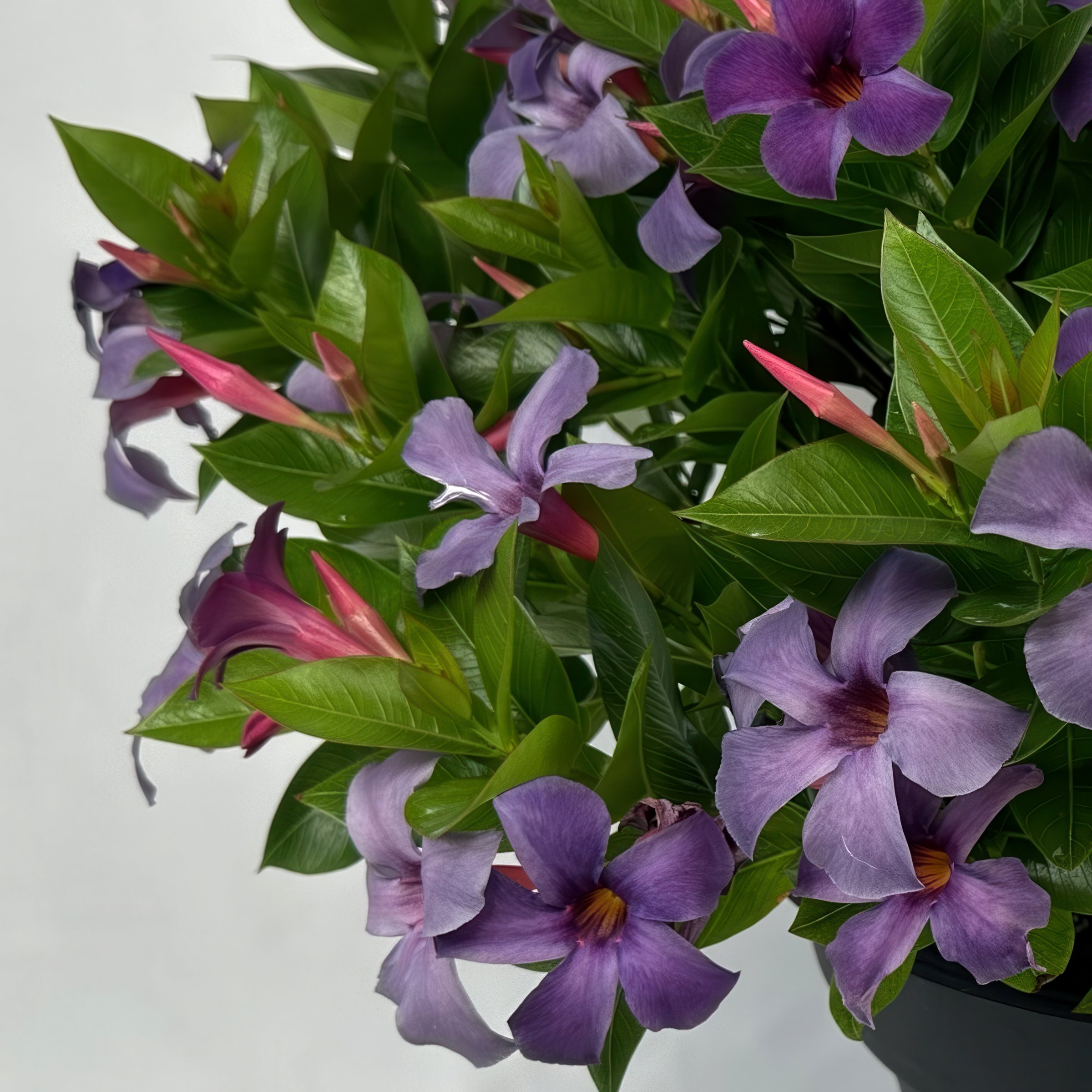National Plant Network LW2158 annuals - View #6