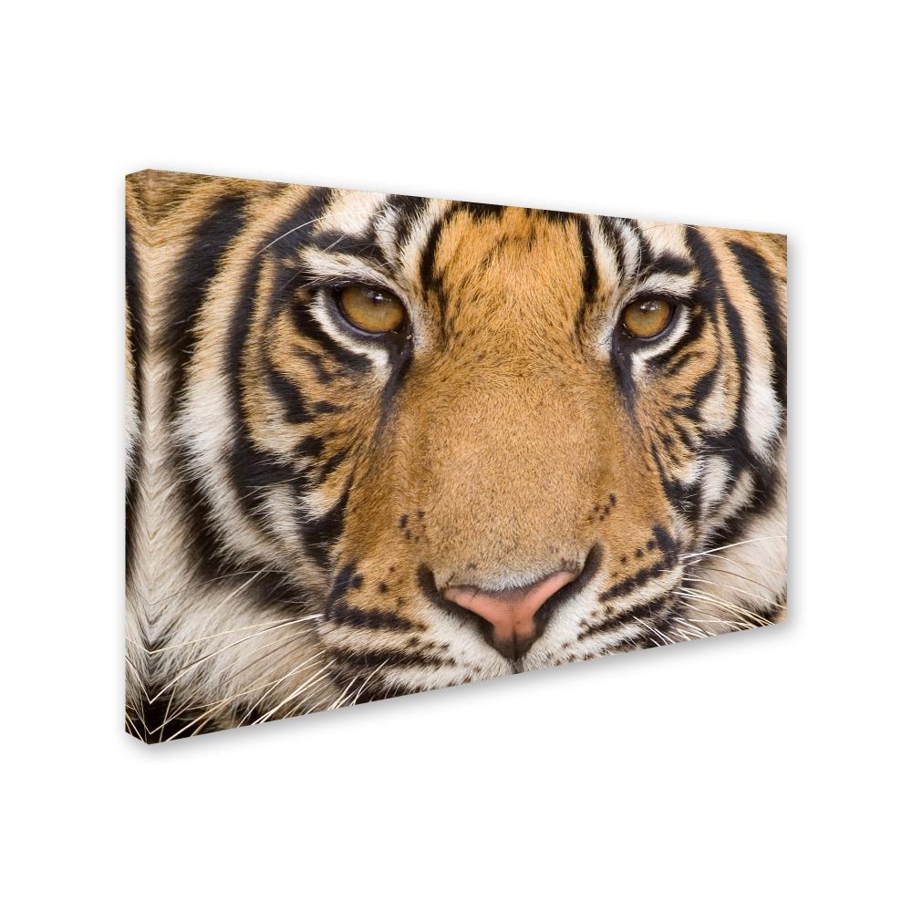 Trademark Fine Art ALI18923-C2232GG Wall-Art - View #2