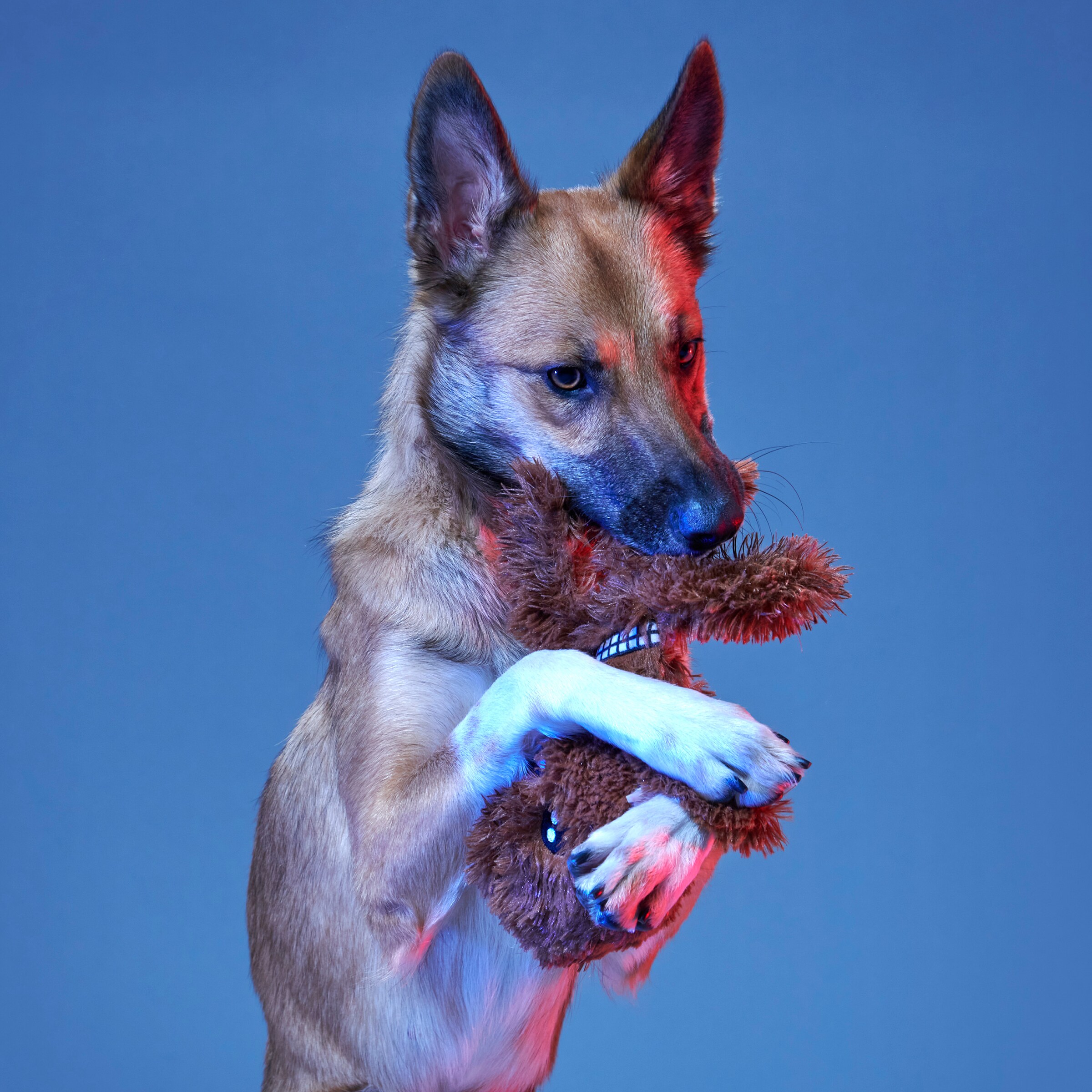 BARK 214200 Dog-Toys - View #3