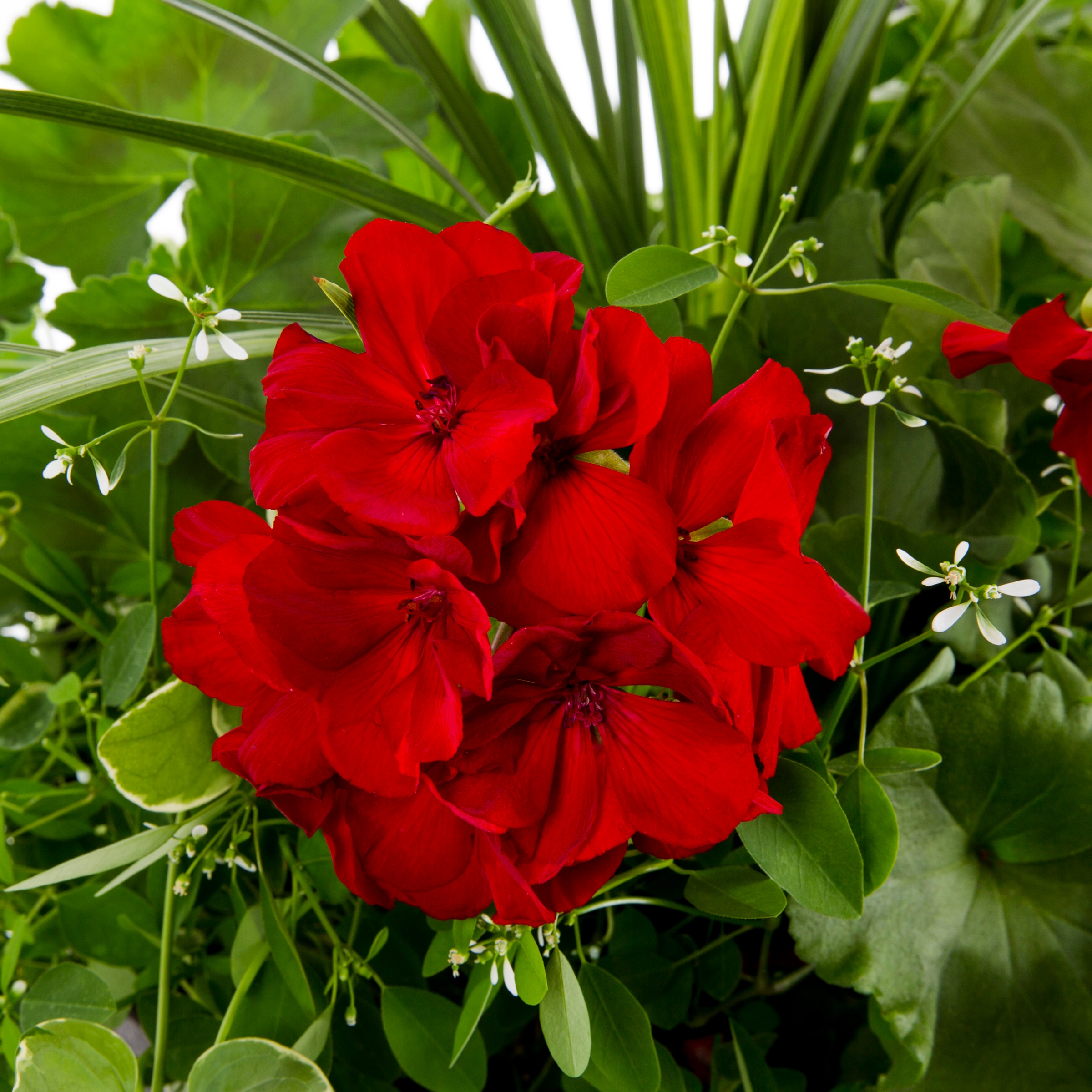 Lowe's NURSERY annuals - View #2