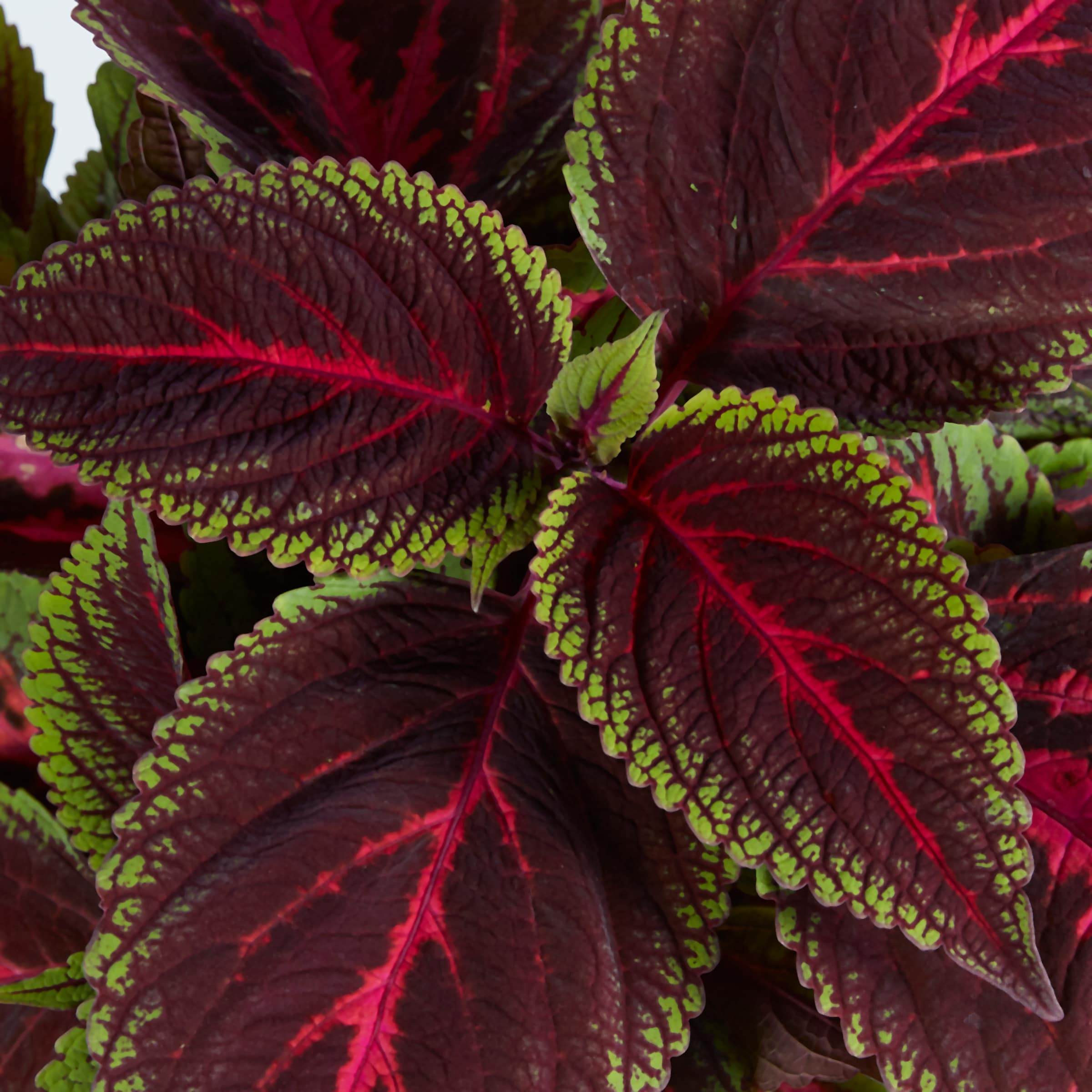 Lowe's NURSERY annuals - View #3