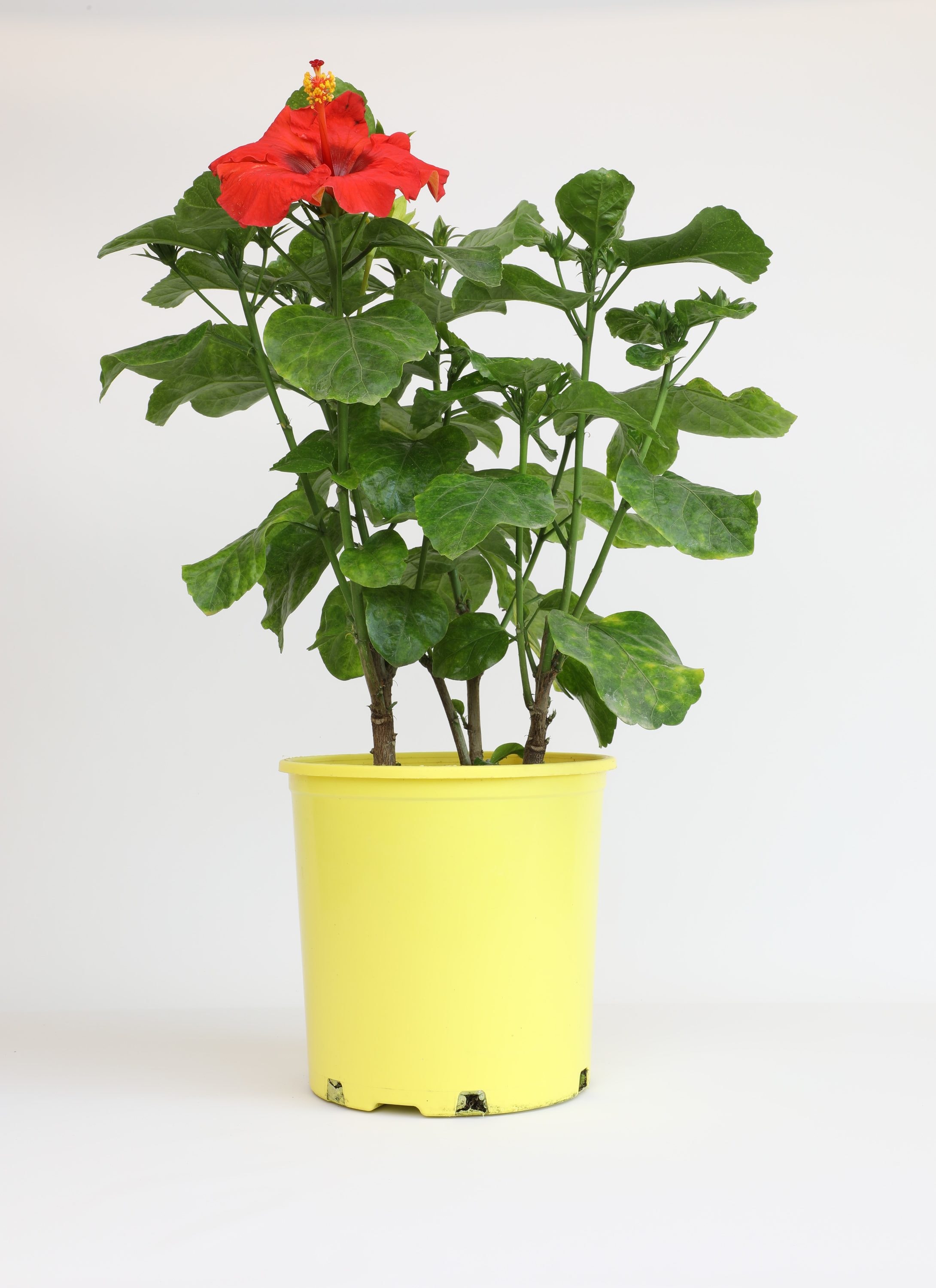 Lowe's NURSERY Multicolor Hibiscus Tiki Sunscape Plant in 1.0 -Gallon Pot 1.0 -Pack