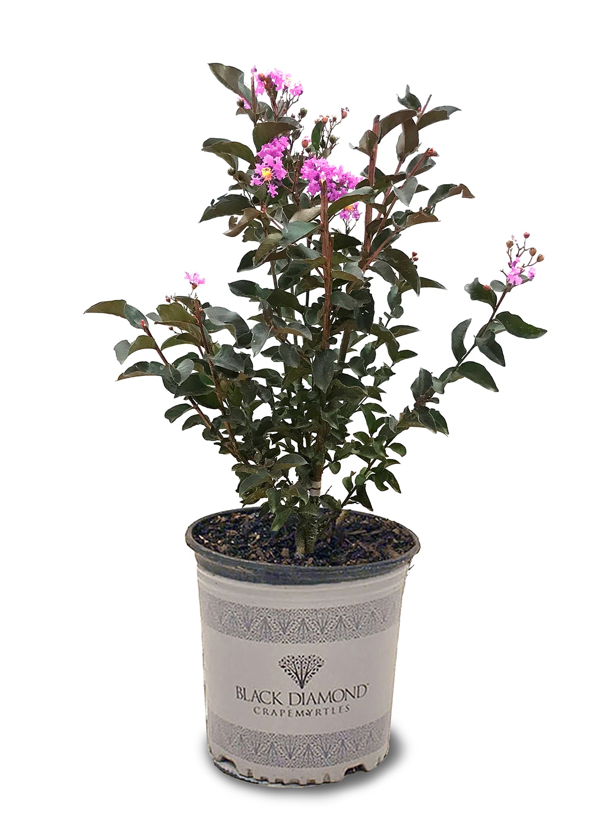 Black Diamond CRMBLL03G 1 Count Purple Flowering Crape Myrtle In pot (with soil)