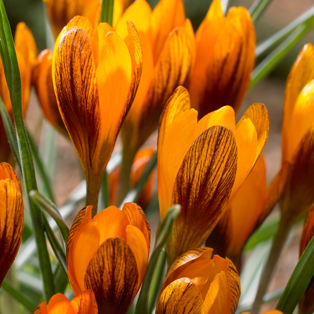 Van Zyverden 21432 Plant-Bulbs - View #2