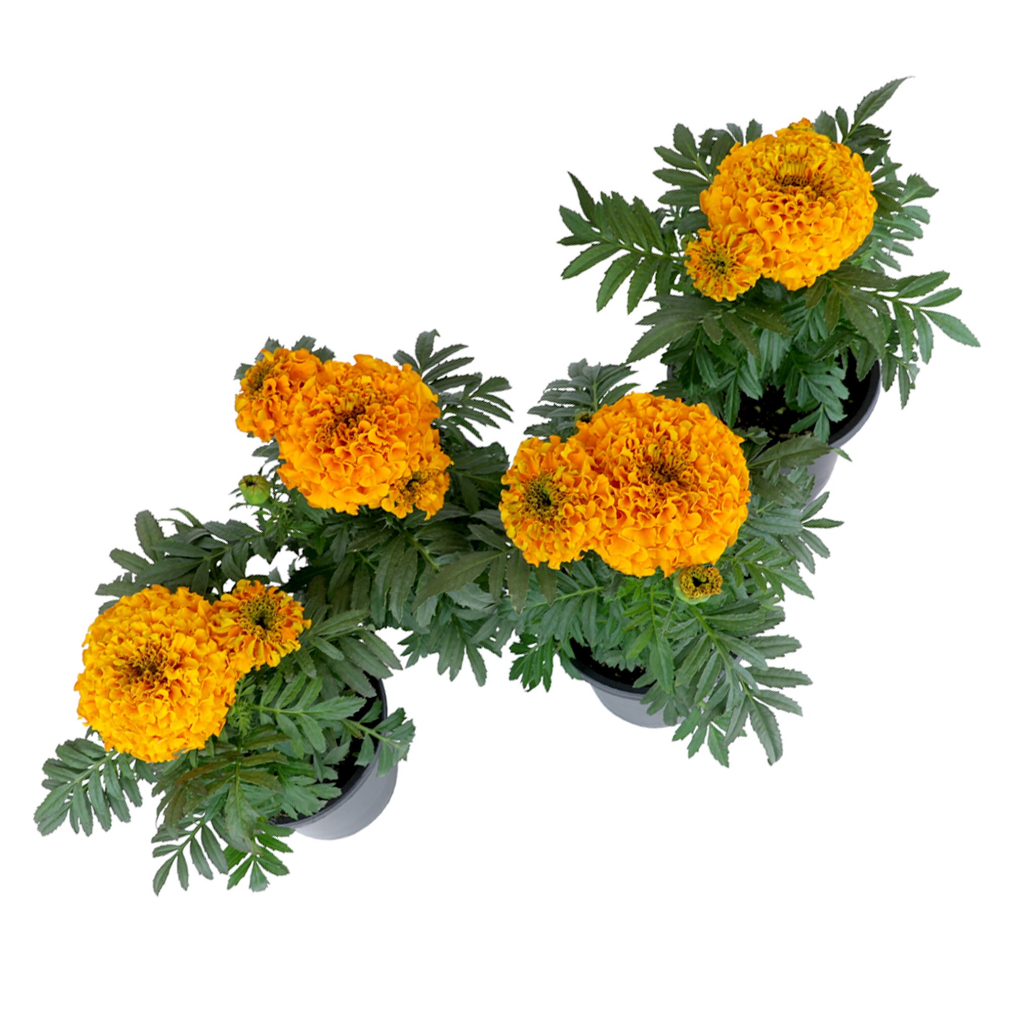 Altman Plants 0881212 annuals - View #8