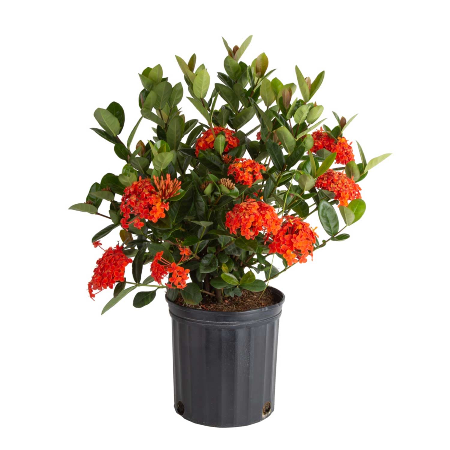 Ixora Bush Shrubs at Lowes.com