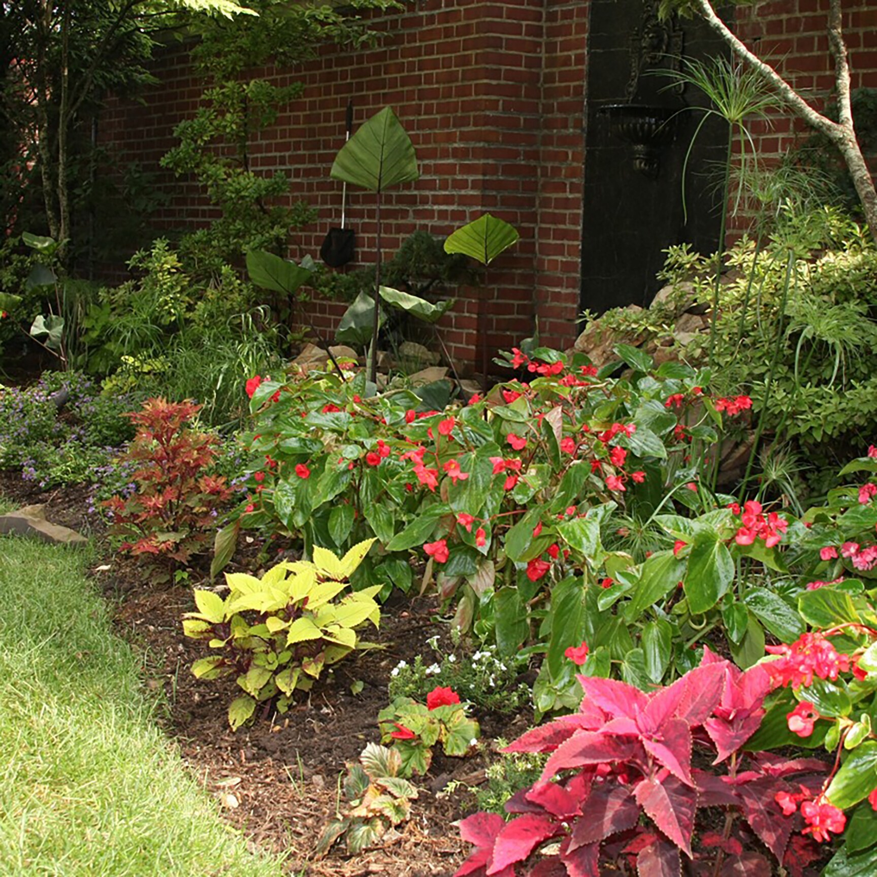 Proven Winners BETDRA1027504 annuals - View #3
