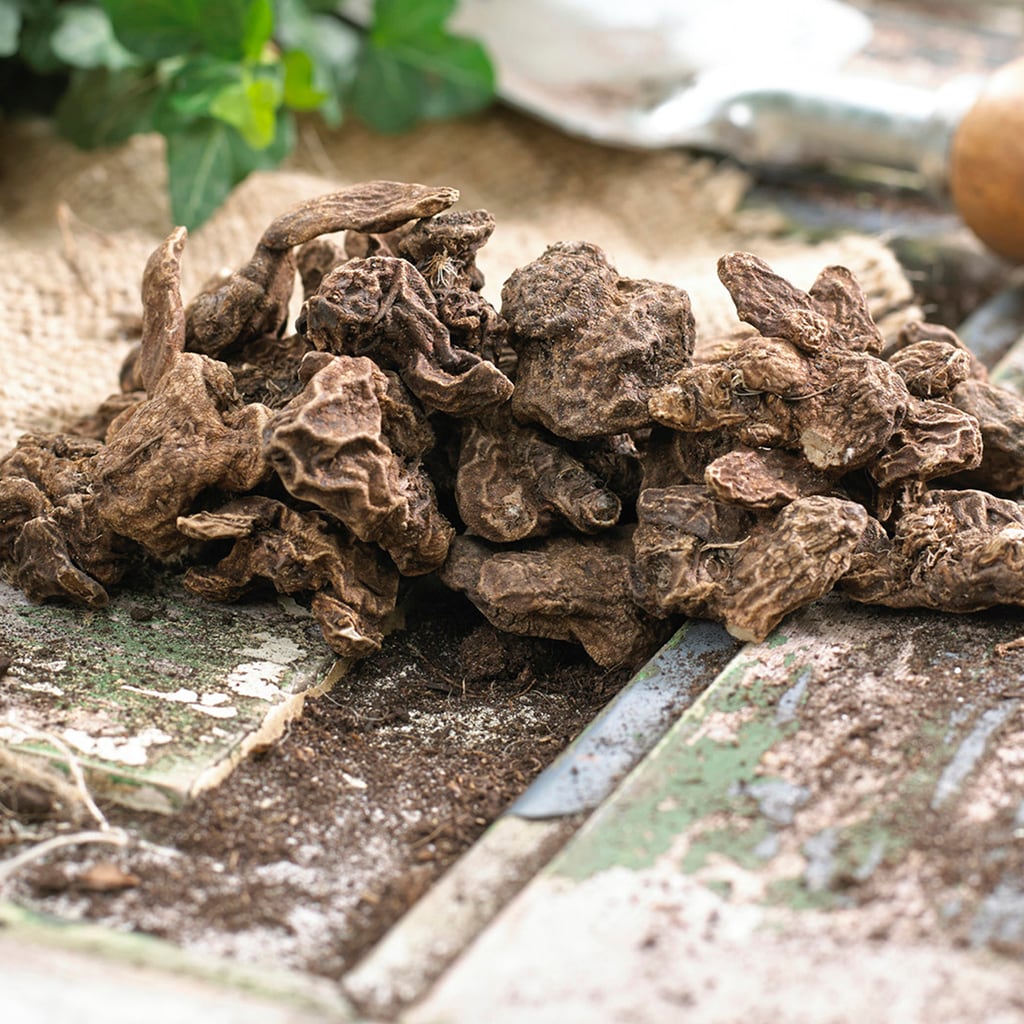  21417 Plant-Bulbs - View #2