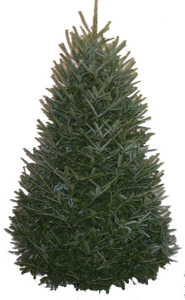 Fresh 6 - 7 ft Fresh-Cut Premium-Grade Fraser Fir Christmas Tree