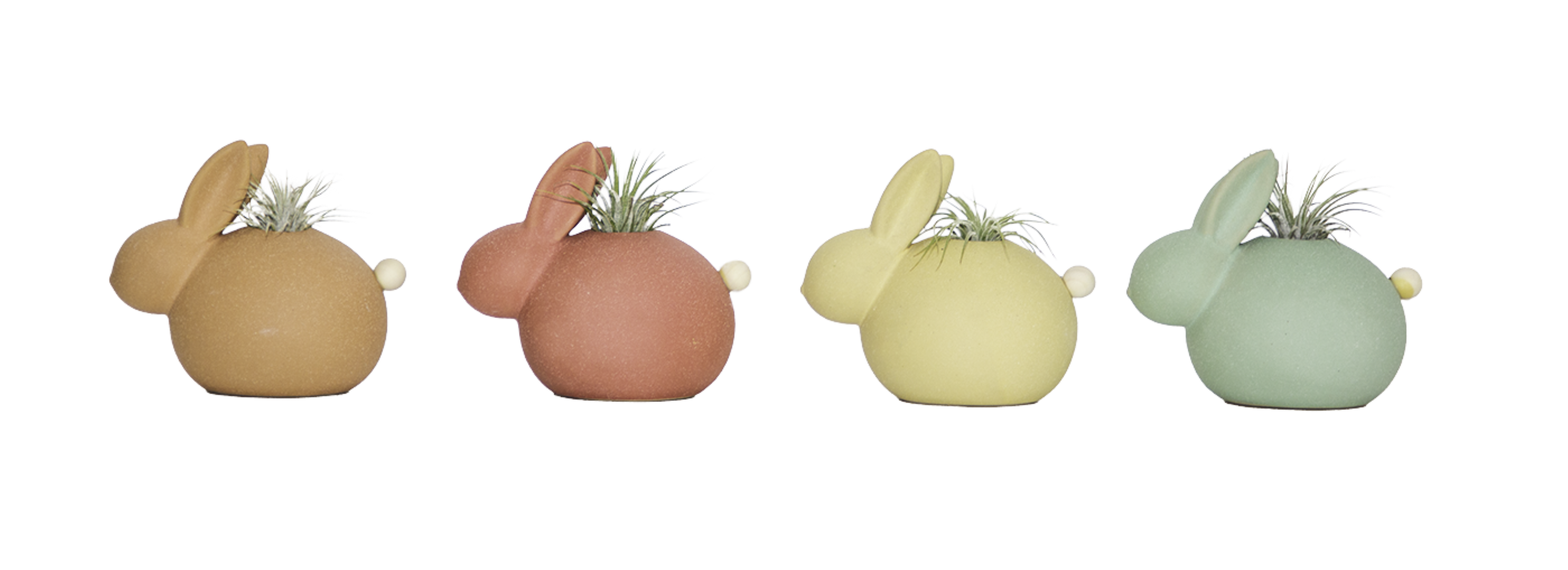 LiveTrends ASB08174 Tilly Hare House plant in 4 -Pack Pot 4 -Pack