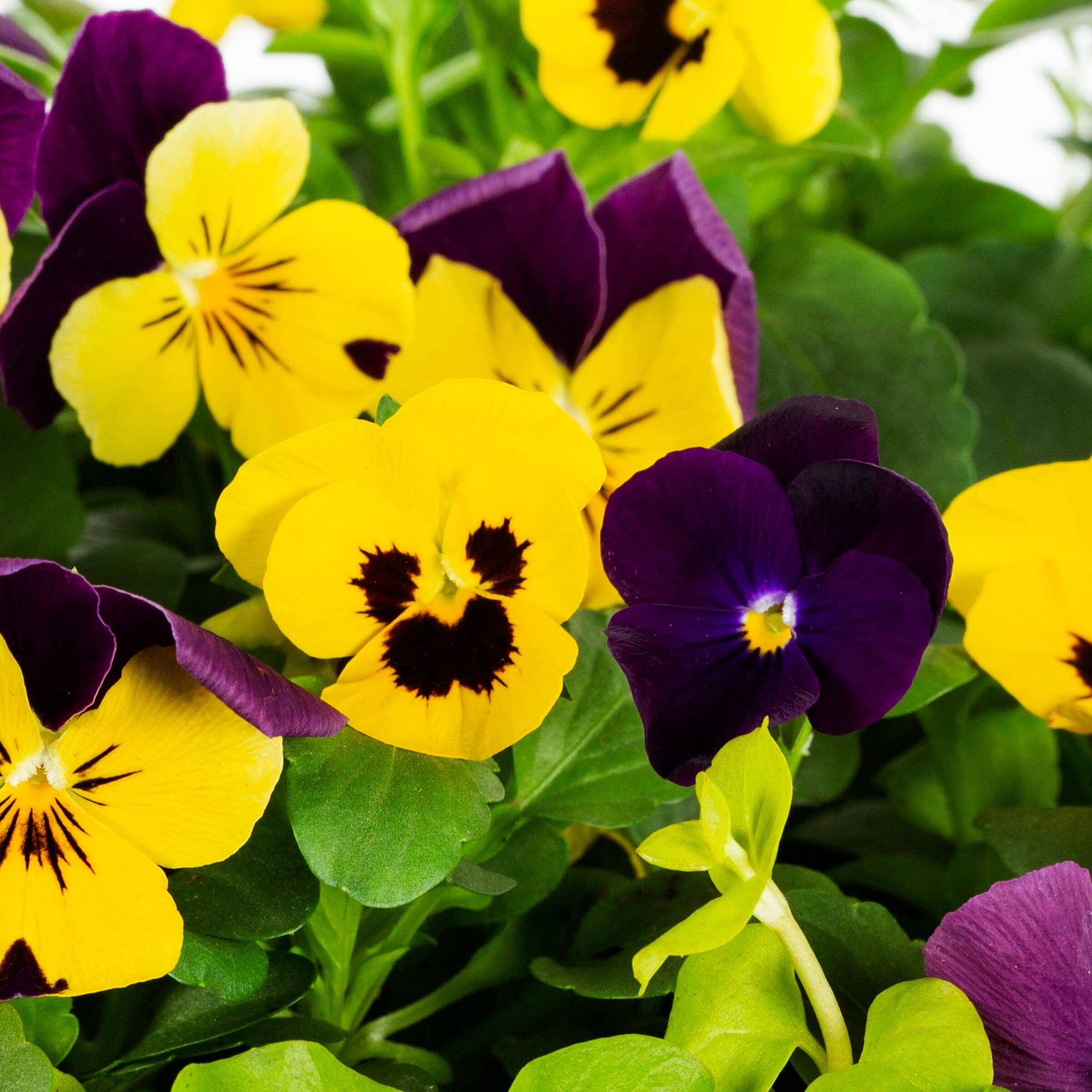 Metrolina Greenhouses 4349 annuals - View #2