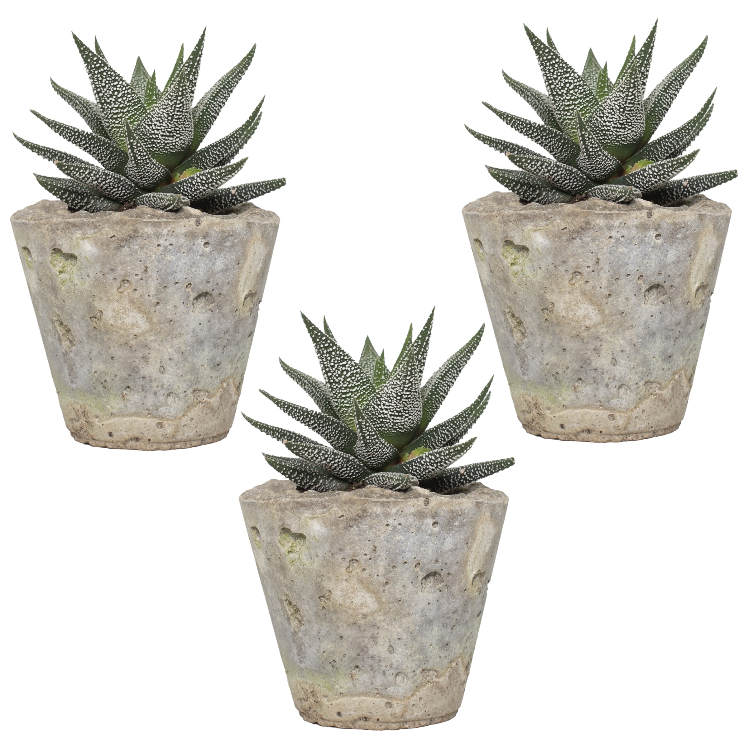 Haworthia Succulents at Lowes.com