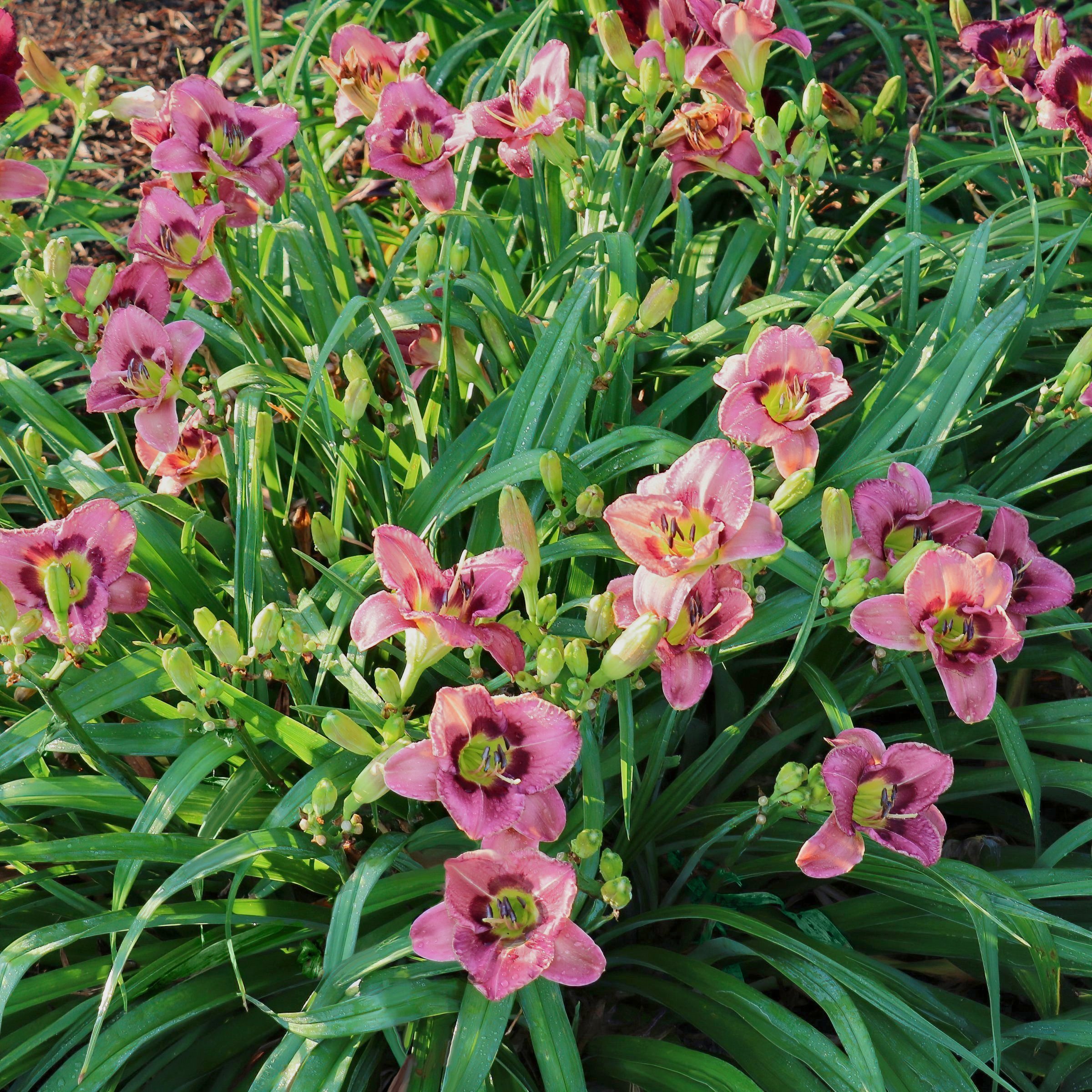 National Plant Network LW2616 perennials - View #9