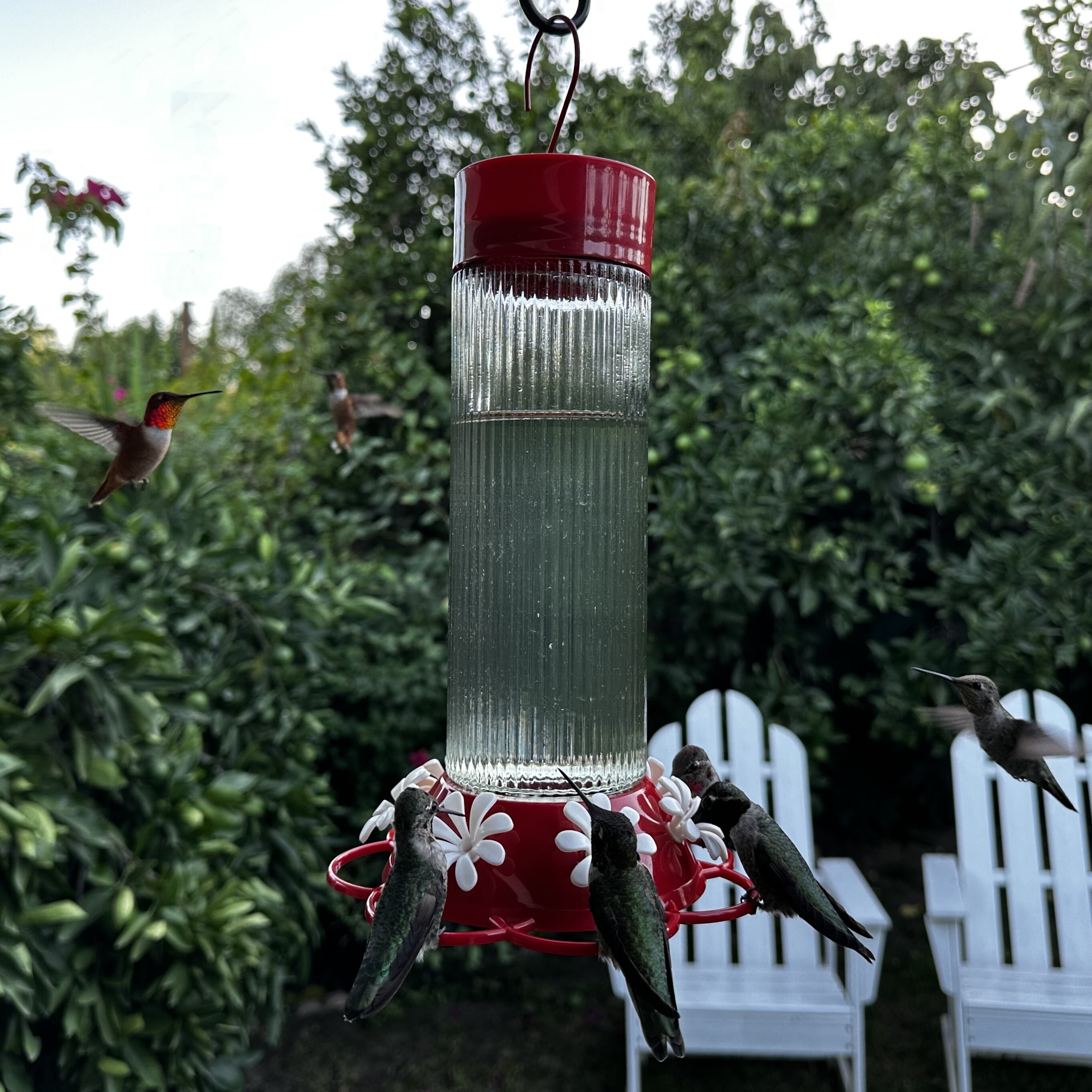 Nature's Way TGF5-IP Bird-Feeders - View #6