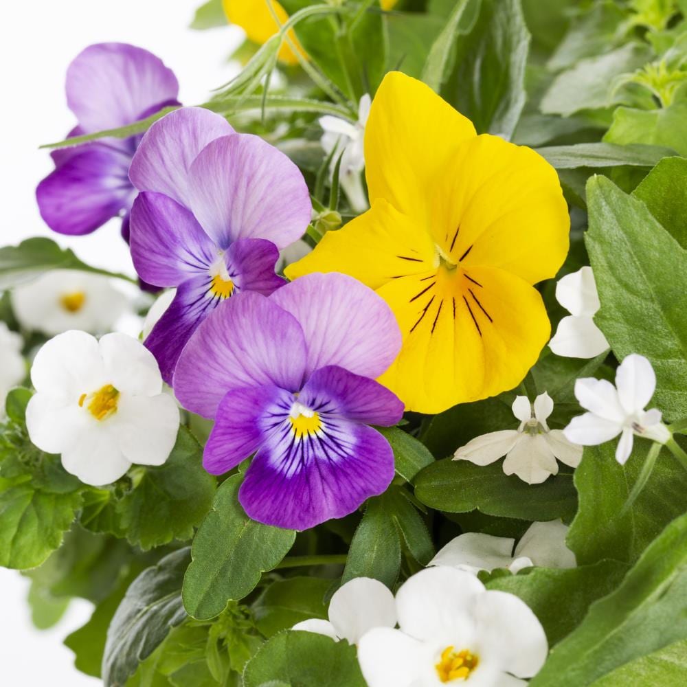 Ready Refill NURSERY annuals - View #2