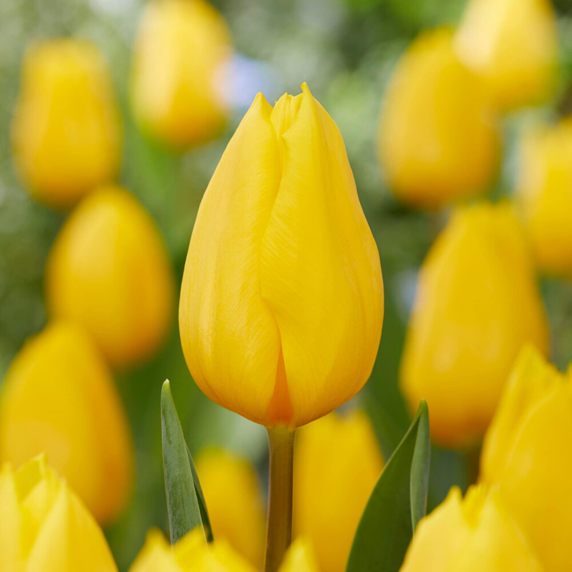 Garden State Bulb ECF-56-50-02 Yellow Strong Gold Triumph Tulip Bulbs 50 Count