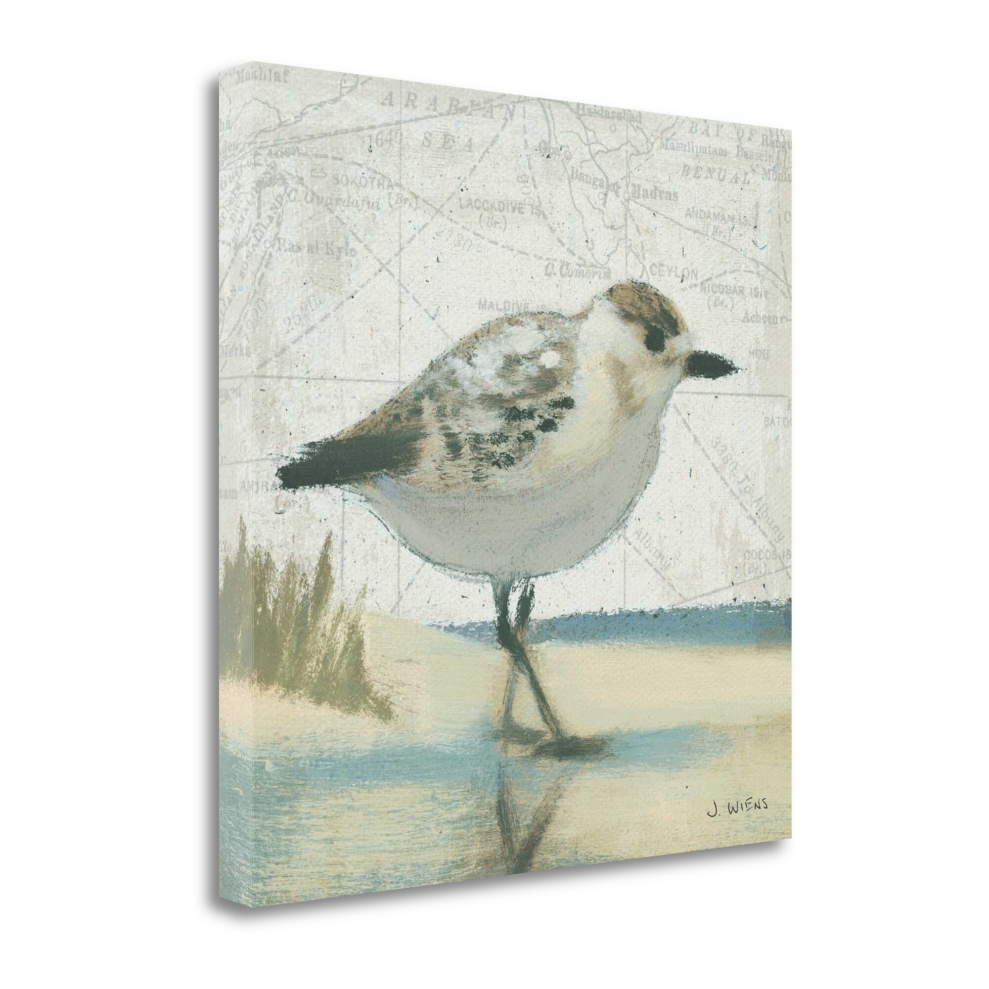 Tangletown Fine Art Beach Bird I James Wiens 20-in H x 20-in W Animals ...