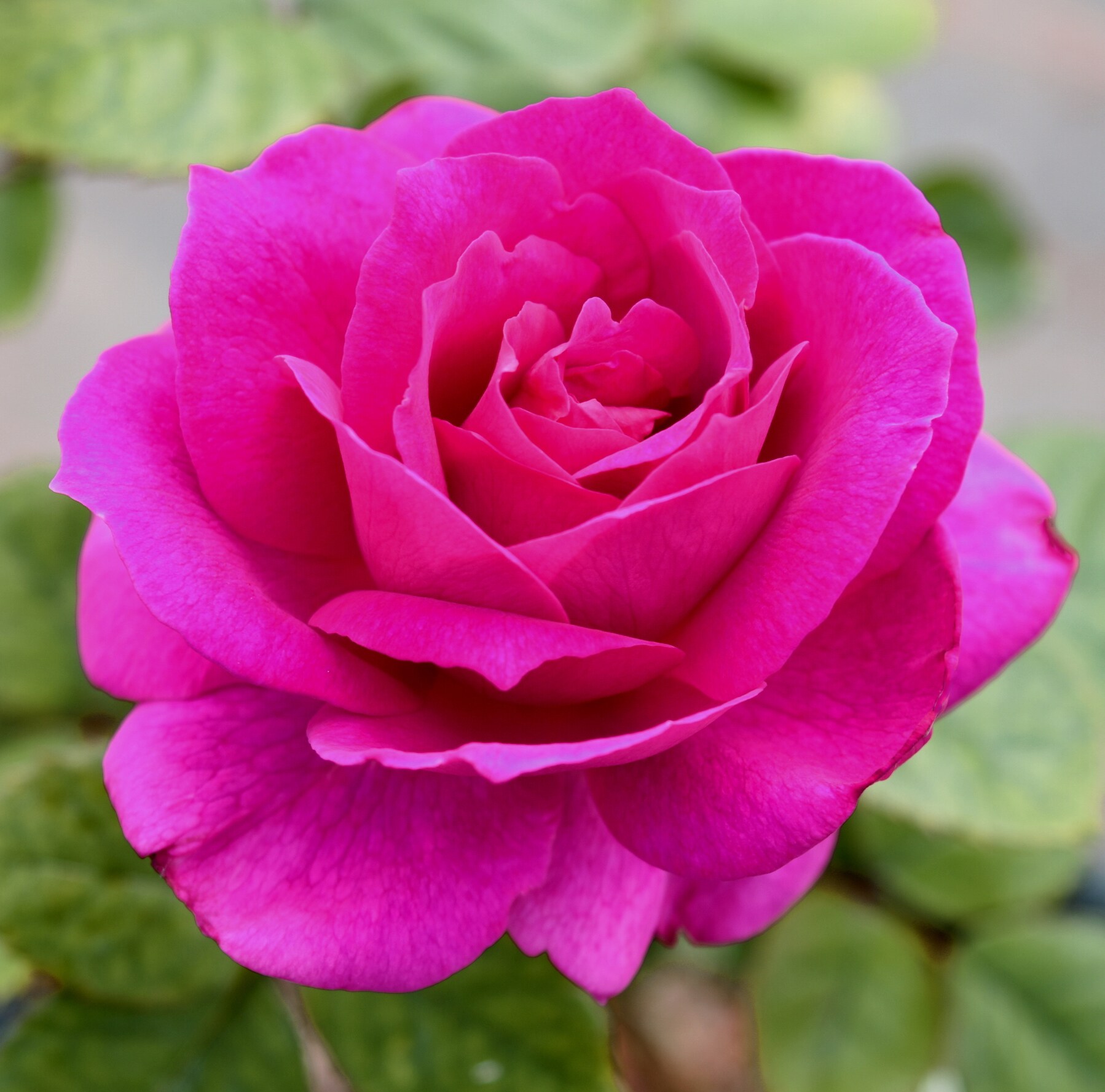 Altman Plants 0881519 roses - View #4