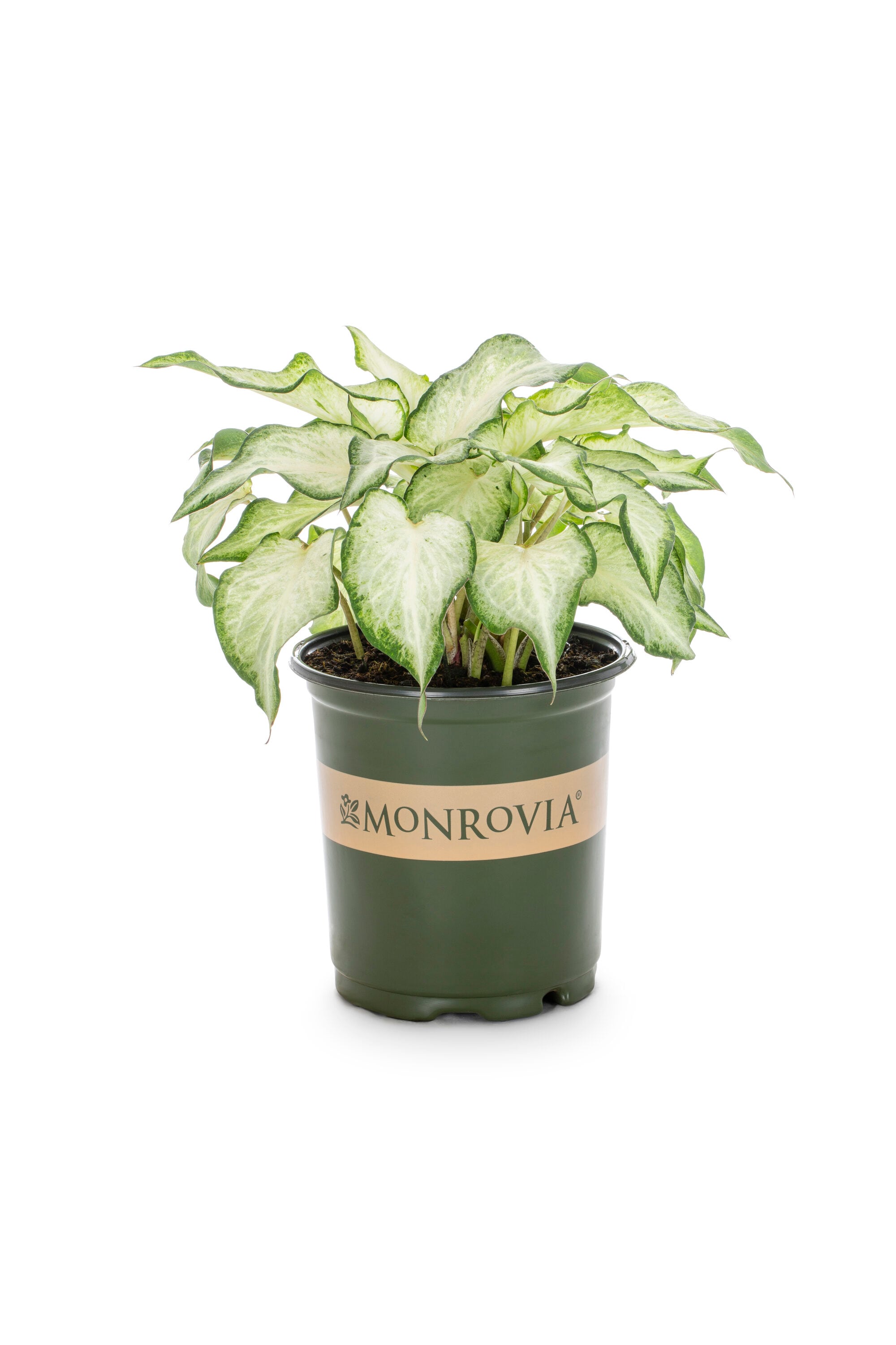 Monrovia Caladium in 2.5-Quart Pot 3-Pack in the Annuals department at ...