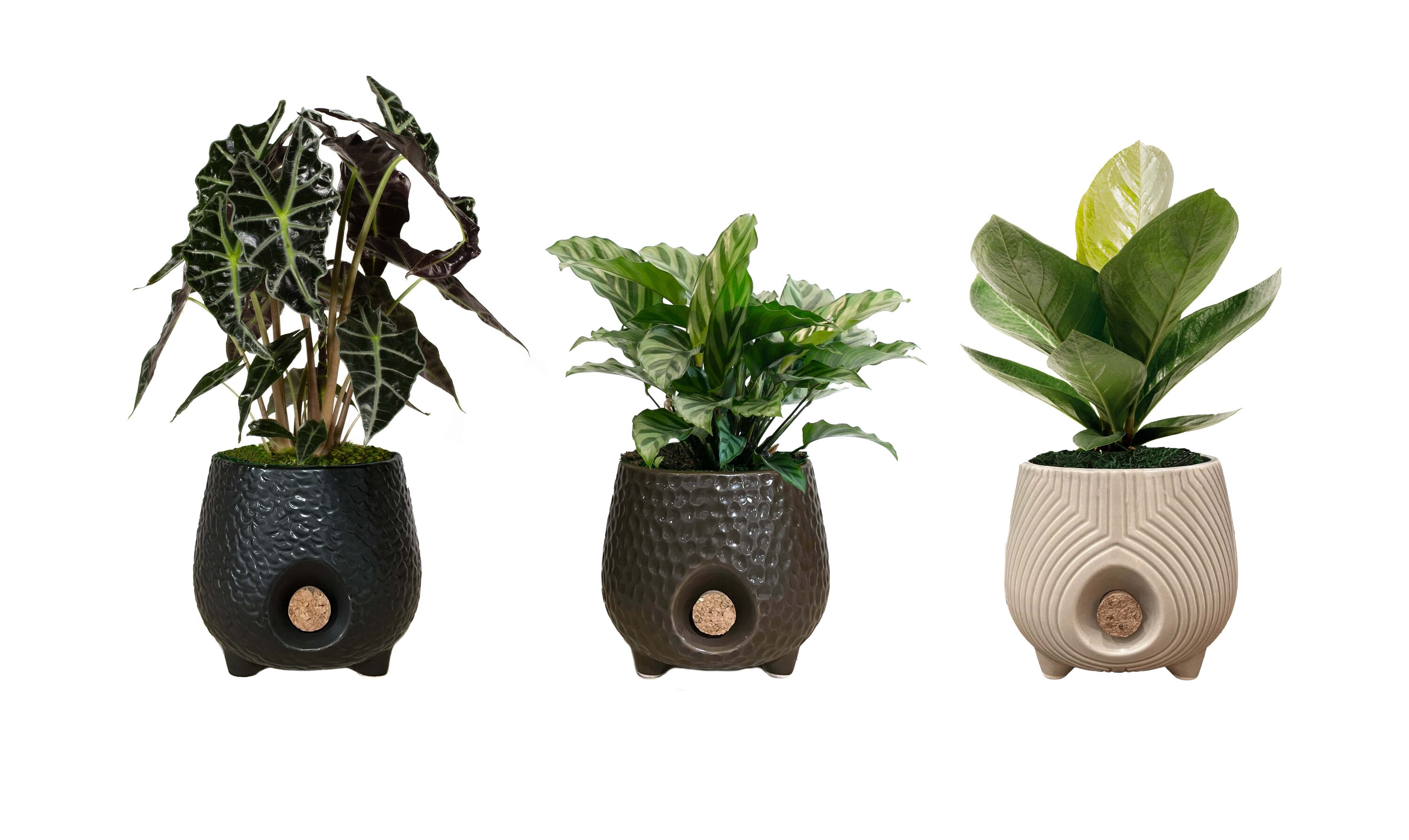 LiveTrends GAIA25 GAIA House plant in 12 Ounce(s) Pot 1 -Pack