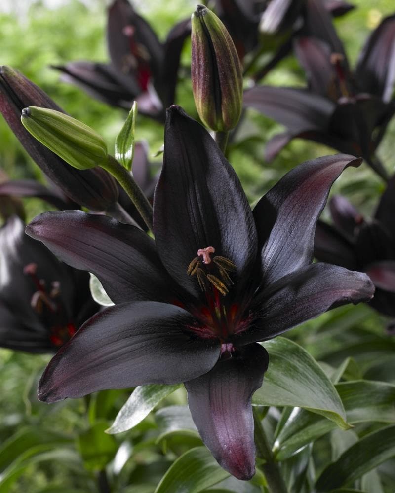 Garden State Bulb Purple Lily Landini Bulbs 4-Pack at Lowes.com