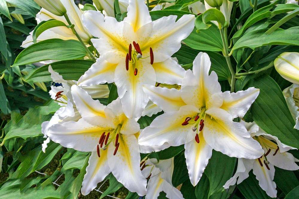 Breck's 10-Pack Venezuela Oriental Lily Bulbs in the Plant Bulbs department  at 