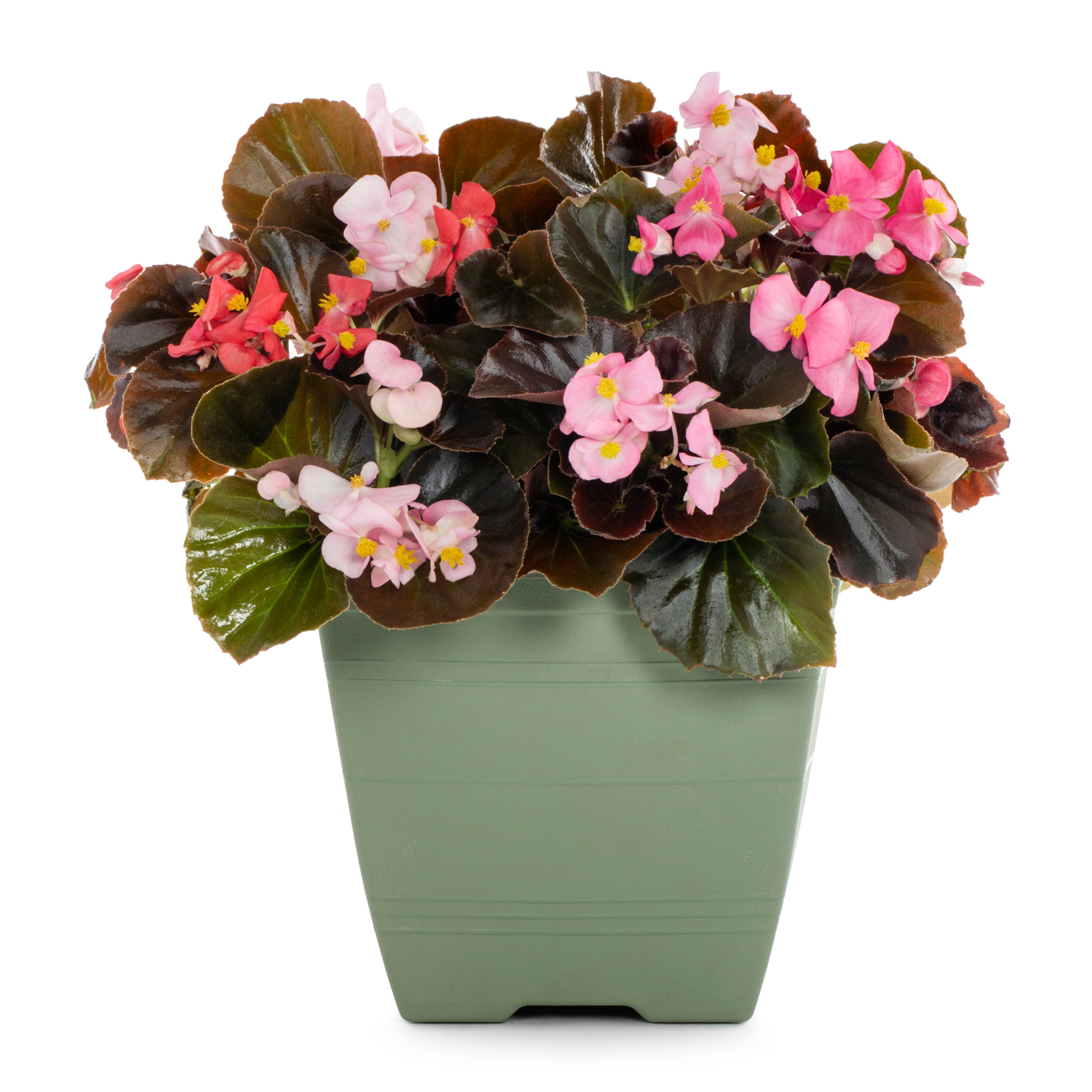 Lowe's NURSERY Multicolor Begonia in 1 Gallon(s) Planter 1 -Pack