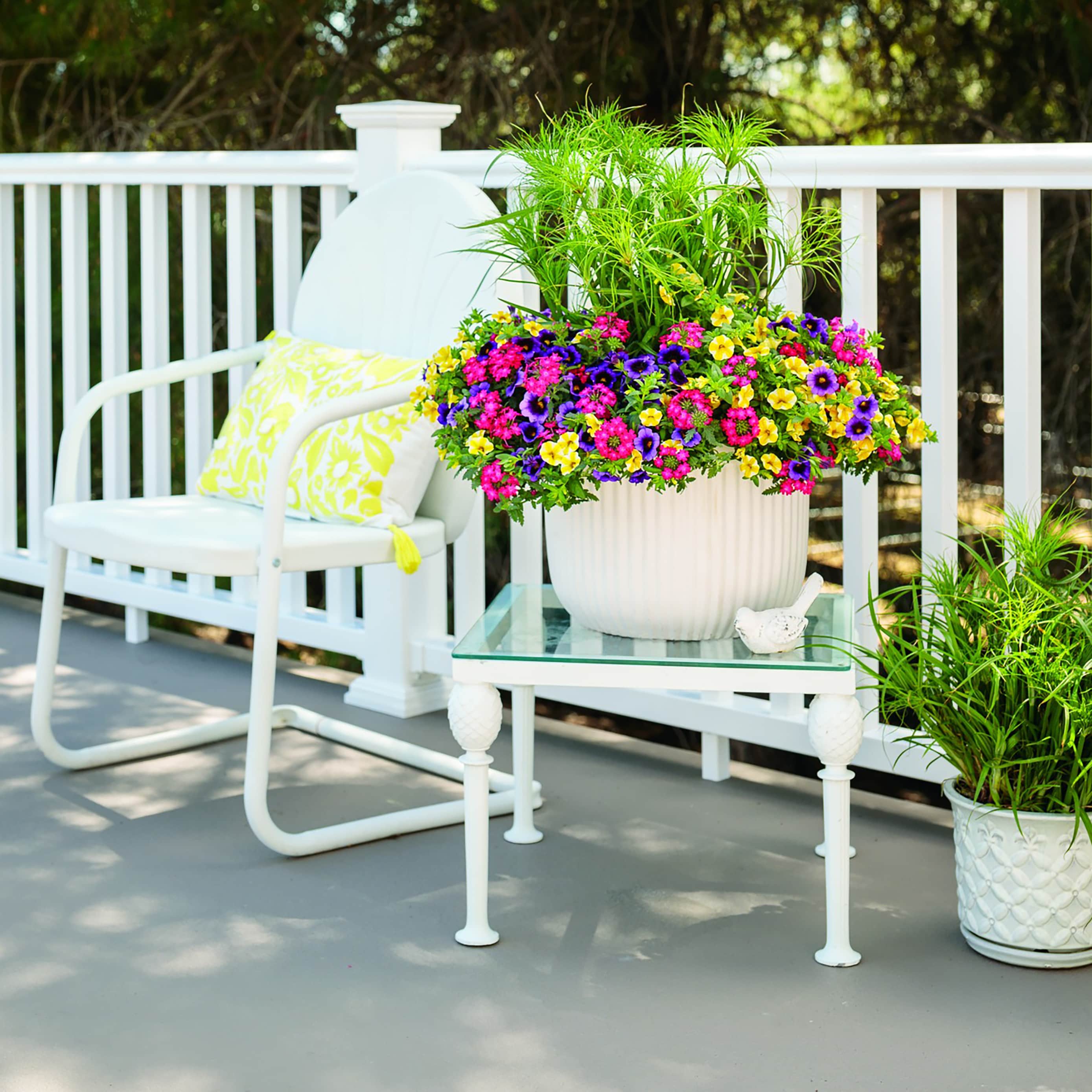 Proven Winners BELPRW3067504 annuals - View #6