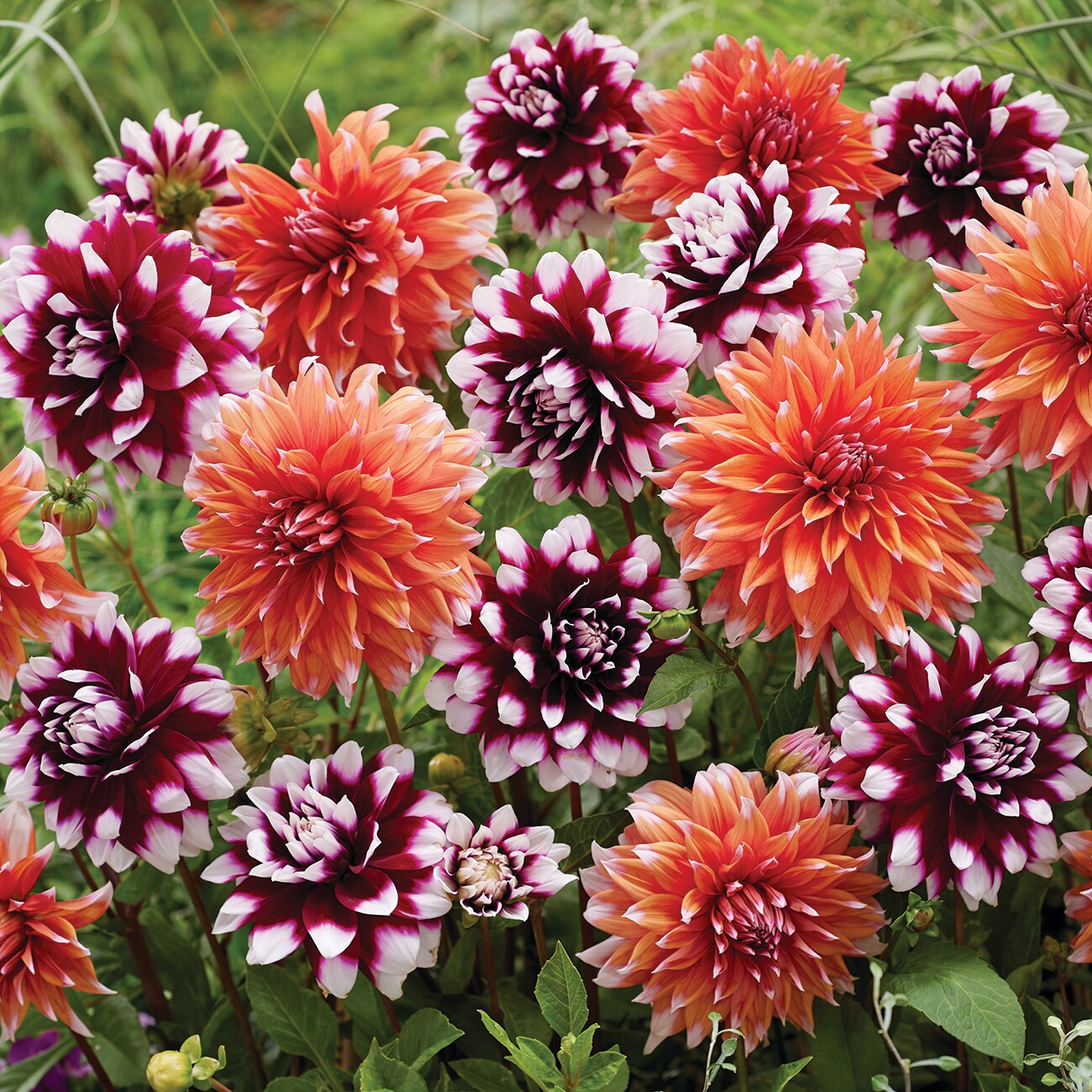 Van Zyverden 84142 Multicolor Dahlia Bulbs 7 Count
