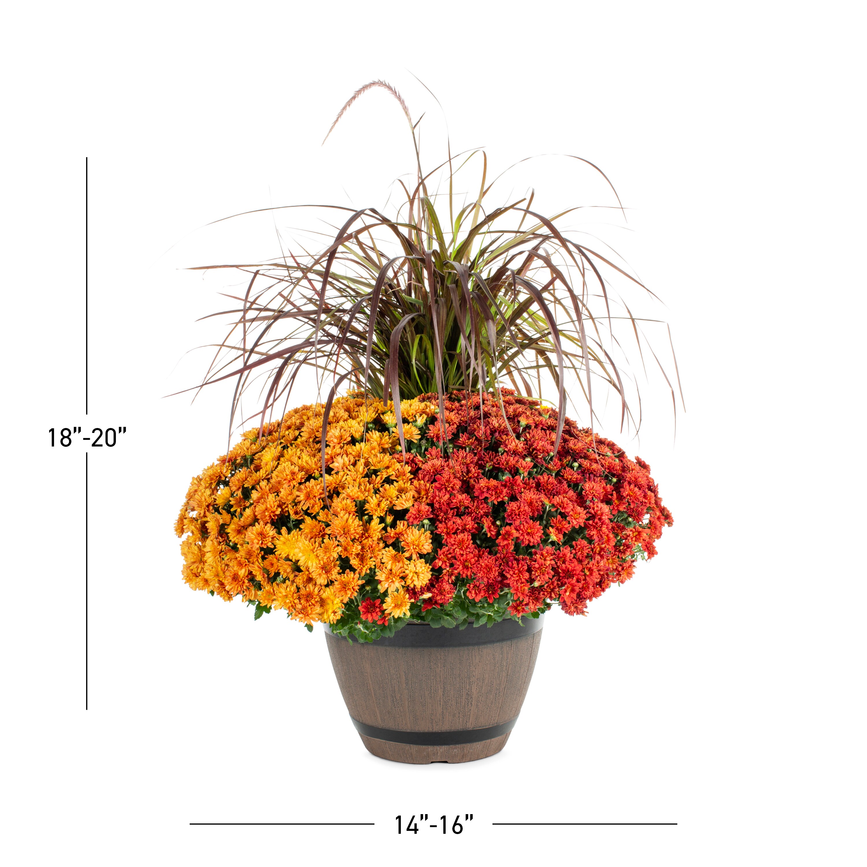 Lowe's NURSERY annuals - View #3