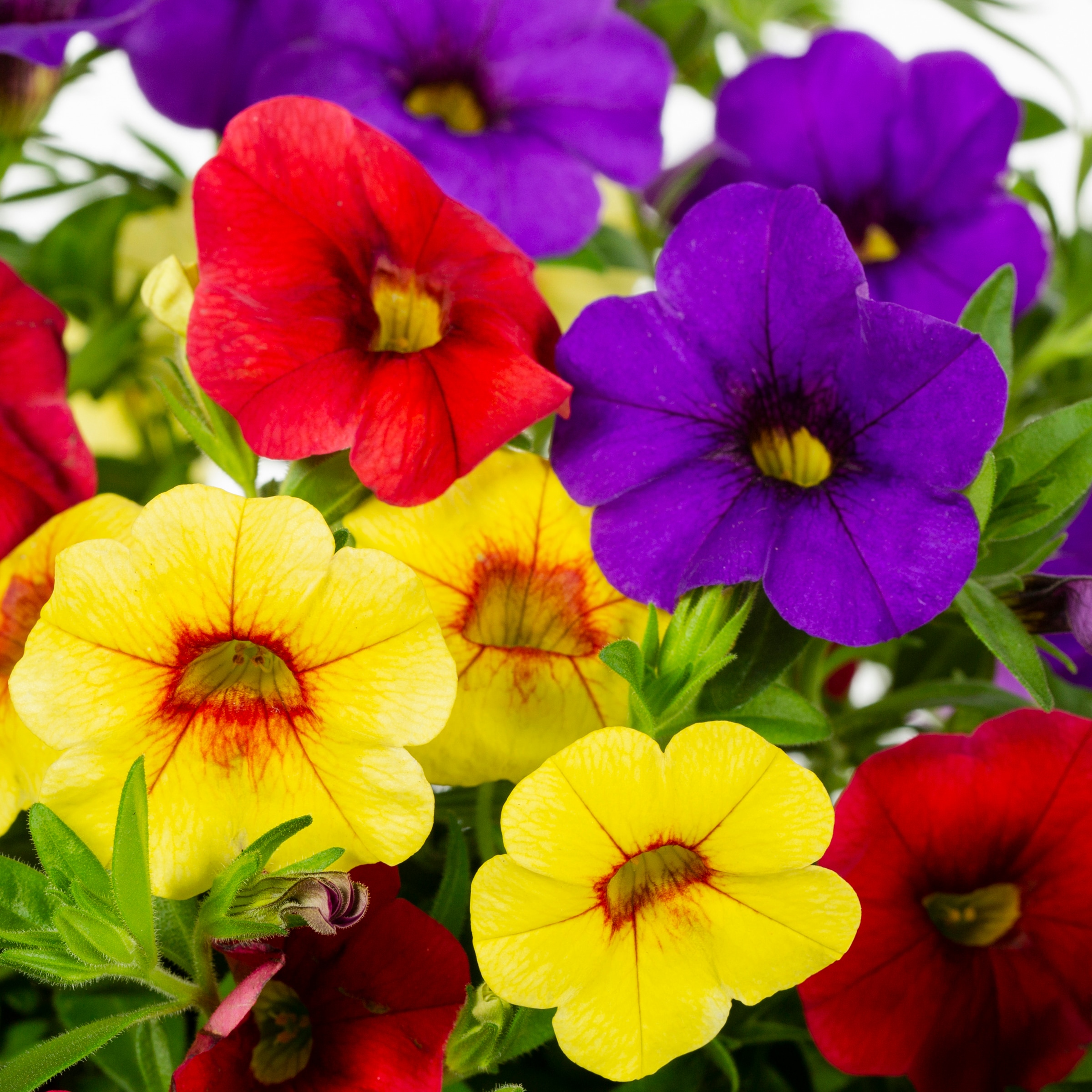 Ready Refill NURSERY annuals - View #2