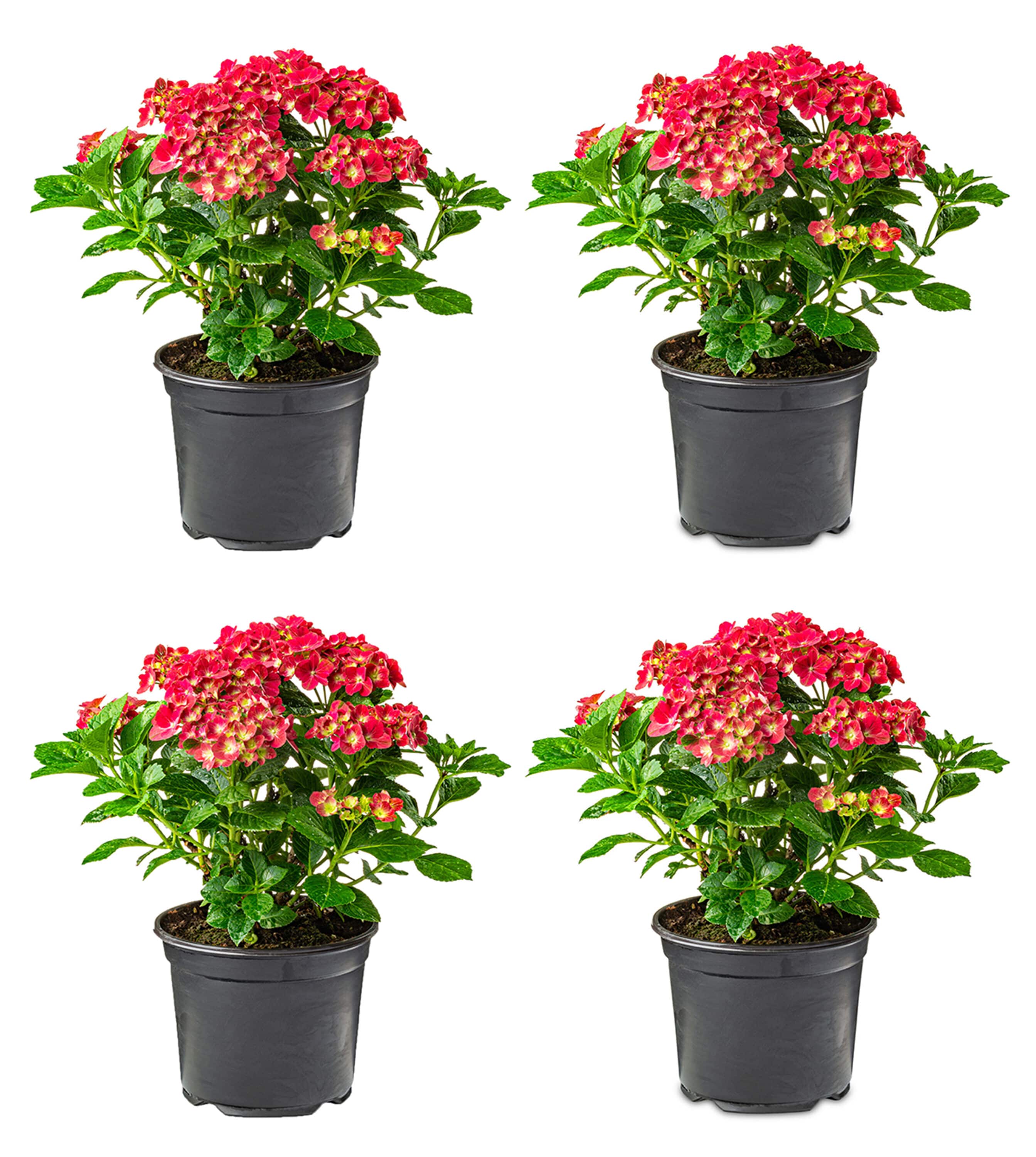  2205 Hydrangea macrophylla 'Hot Red' Flowering Shrub in 2.5 -Quart Pot 4 -Pack with Red Blooms