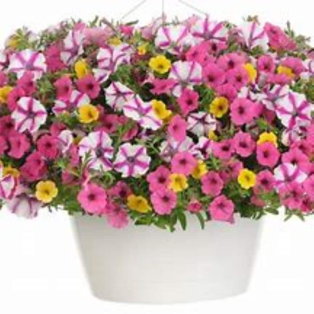 Proven Winners NURSERY Multicolor COMBO in 1.5 Gallon(s) Planter 3 -Pack