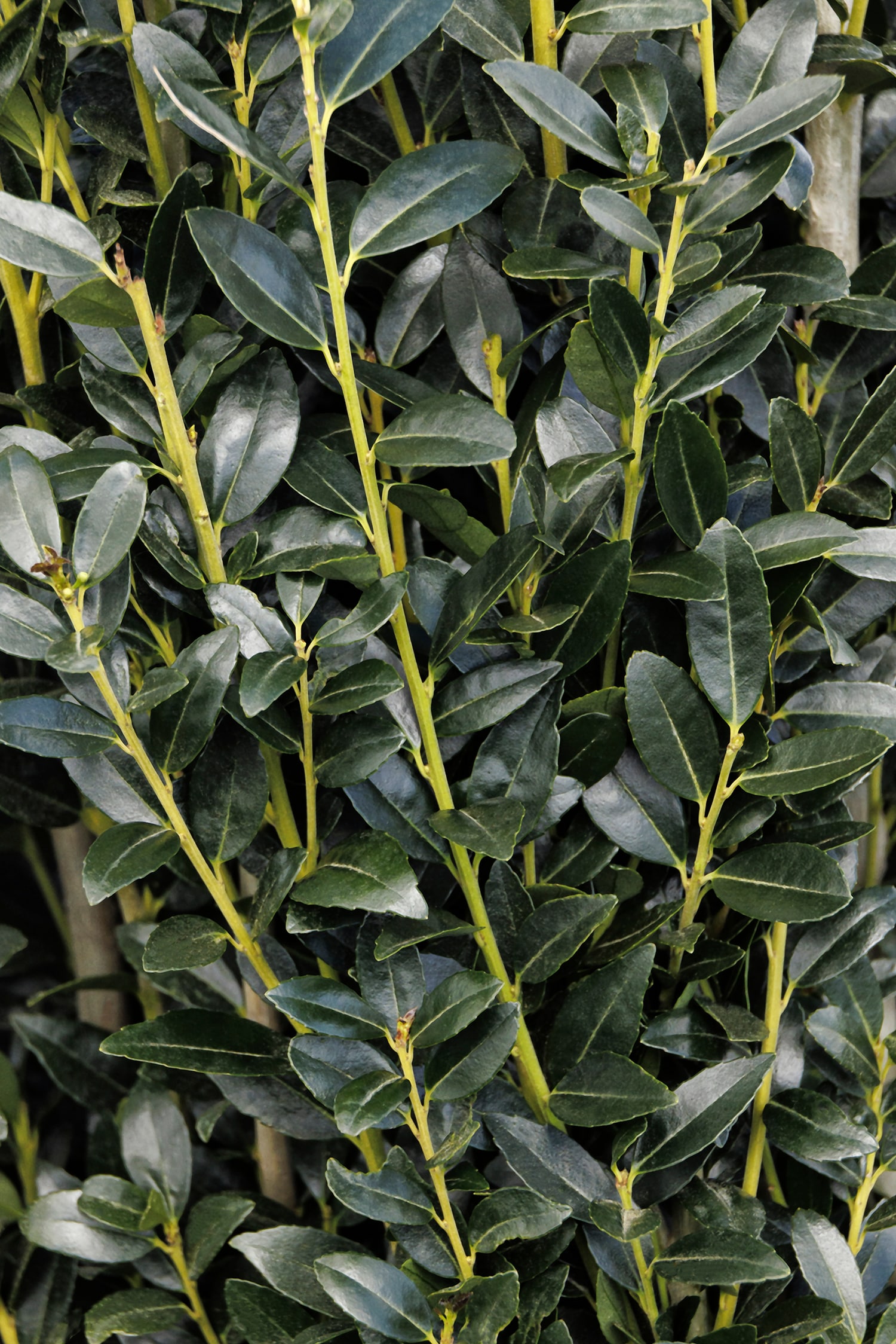 Monrovia 4351233 shrubs - View #3