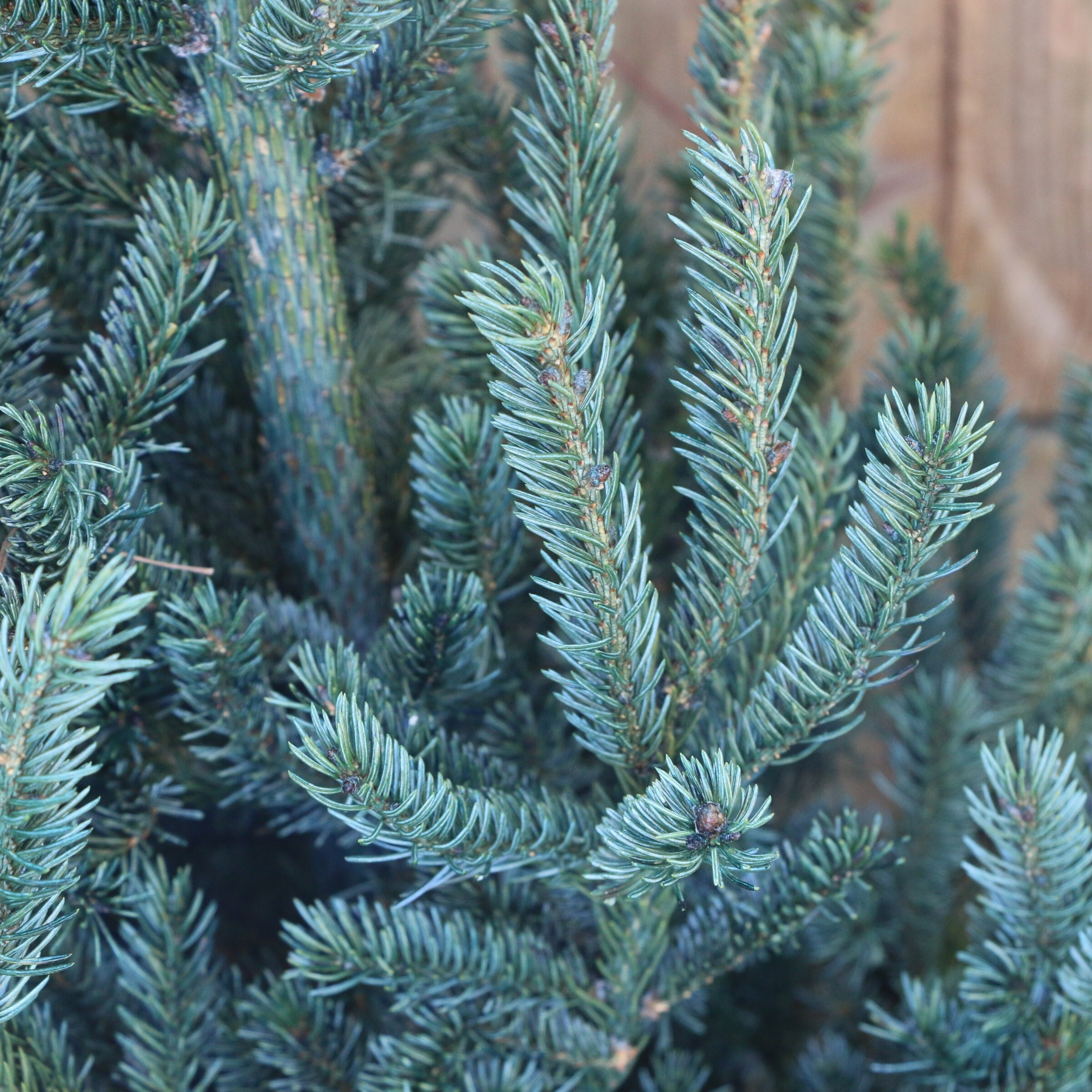 National Plant Network 2 4 Ft X 1 5 Ft Fresh Cut Spruce Real Christmas Tree In The Fresh