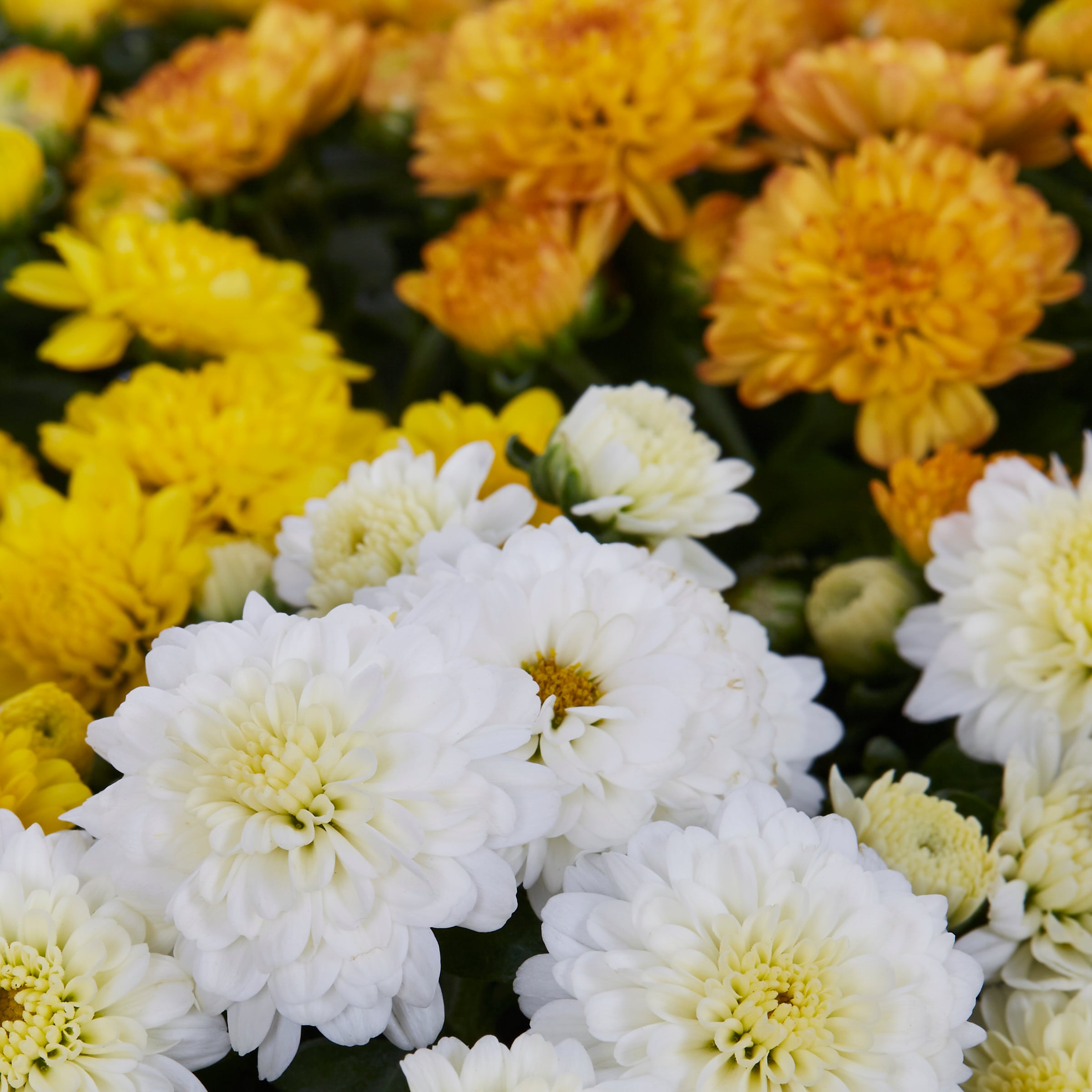 Ready Refill NURSERY annuals - View #2
