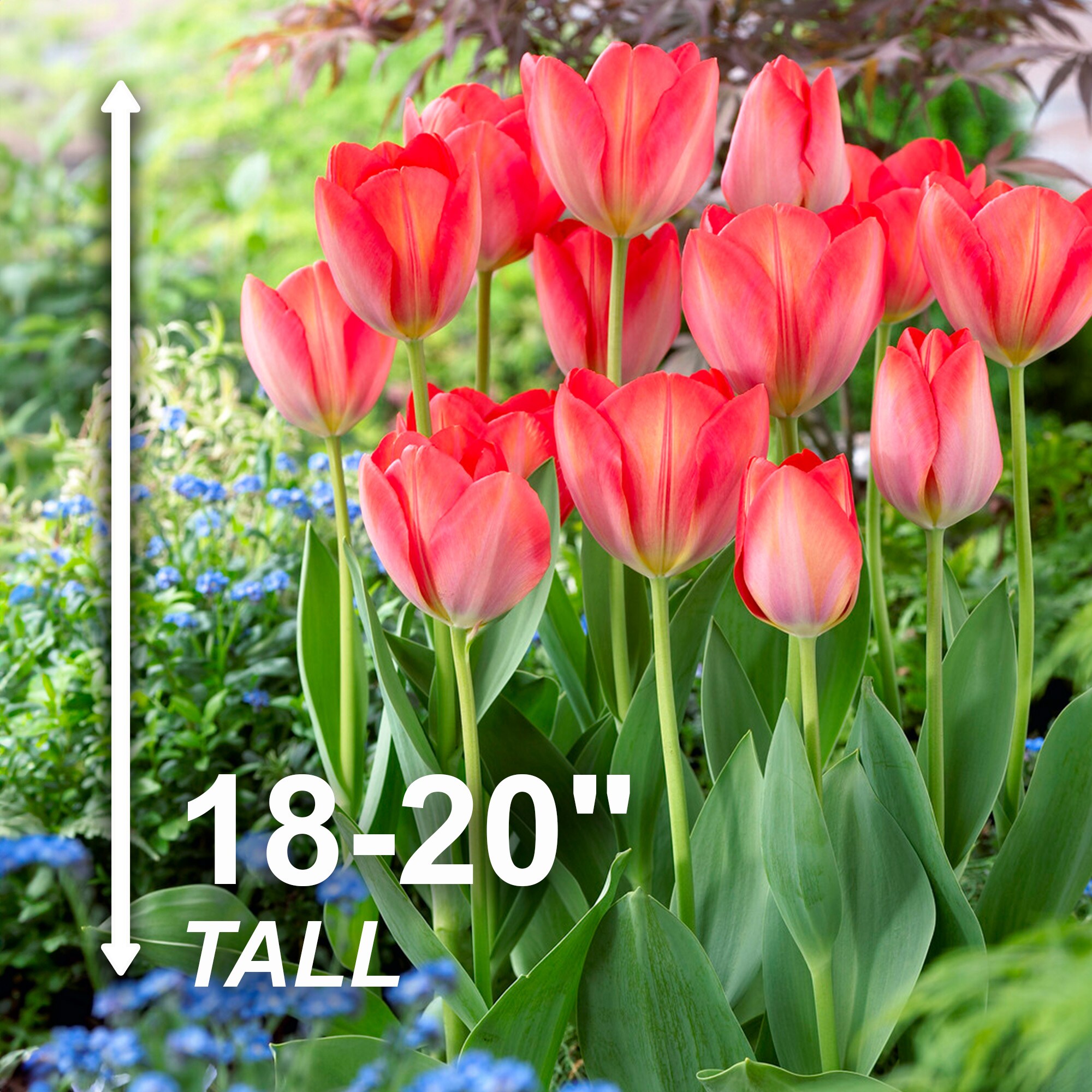 Garden State Bulb ECF-62-100-04 Plant-Bulbs - View #3