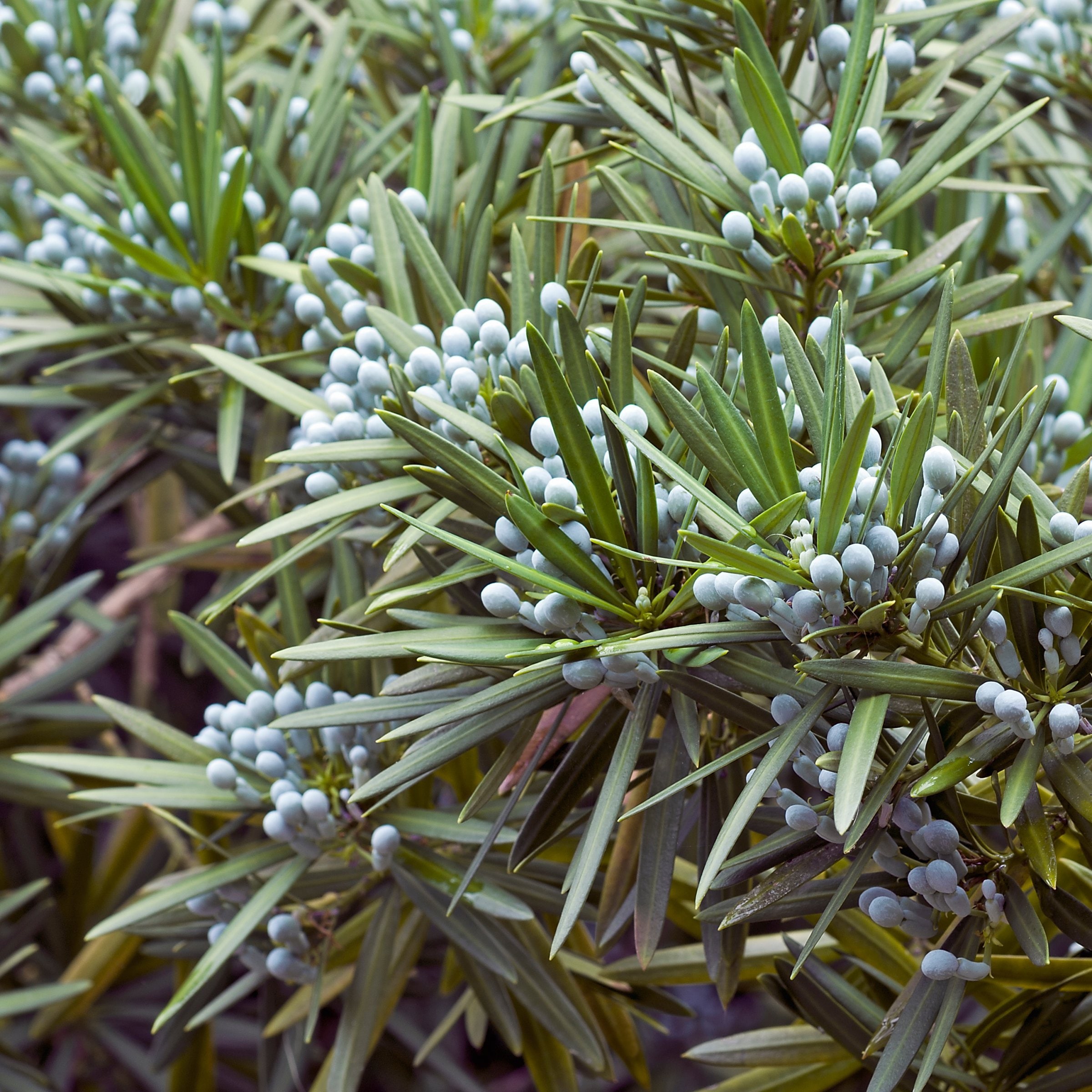 National Plant Network LW2725 shrubs - View #3