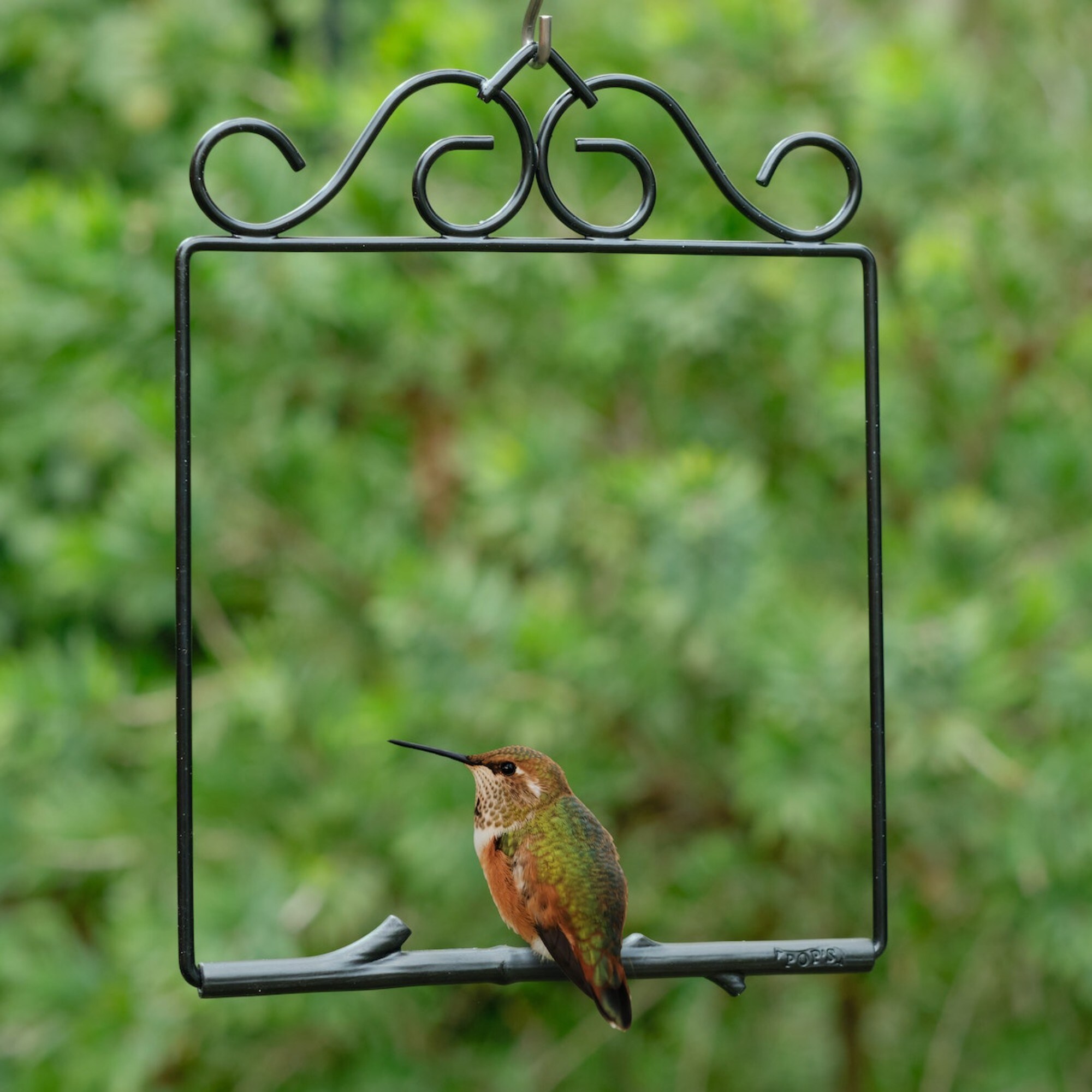 Pop's Birding OGO-BL Bird-Feeder-Accessories - View #3