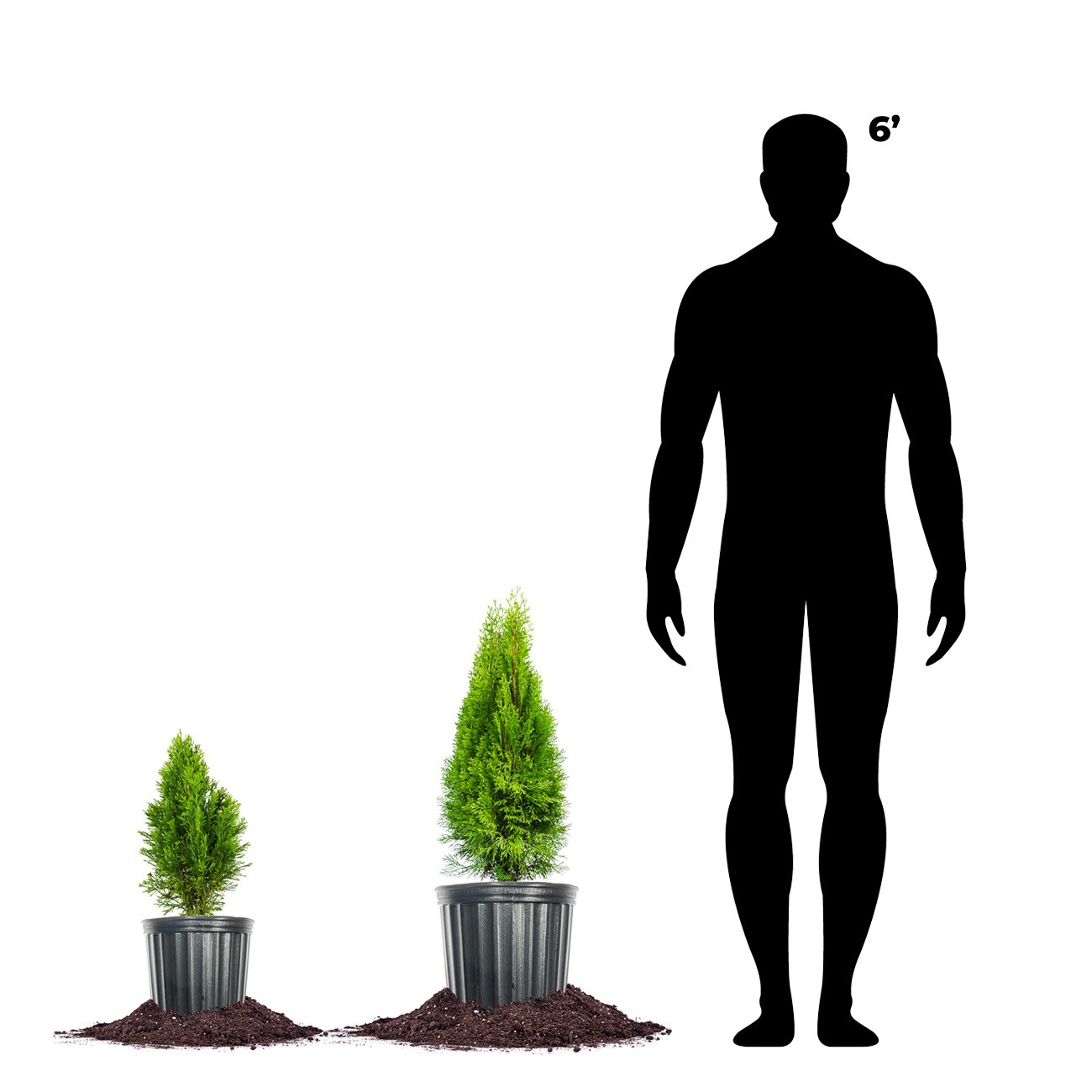Perfect Plants LOEMRLDARBRVTE3G trees - View #3