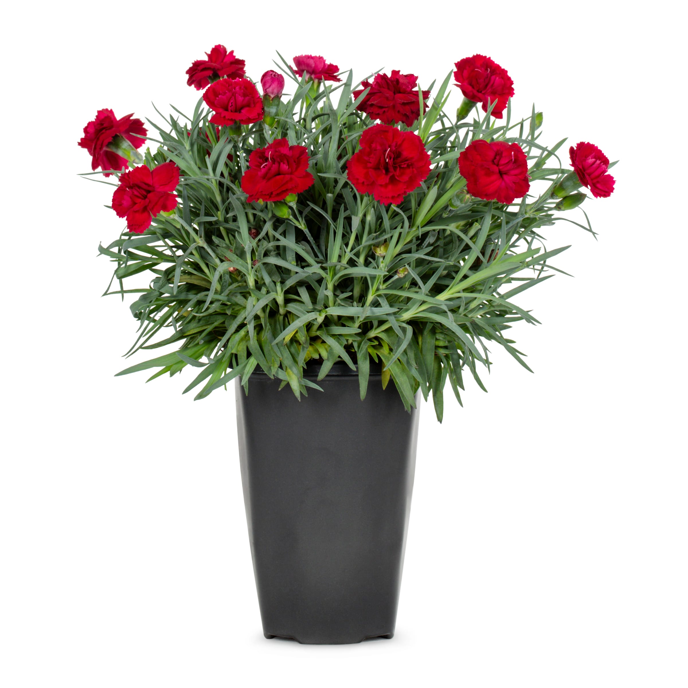 Red Carmen Red Carnation Plant in 2 -Quart Pot 1 -Pack