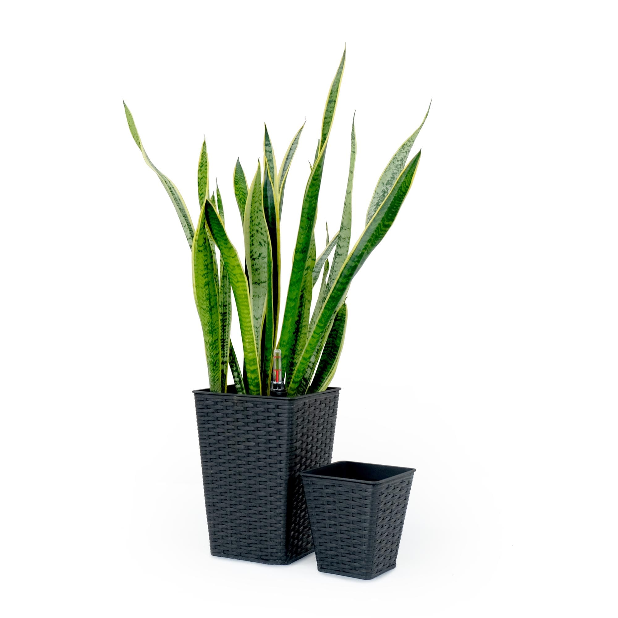 Miki Shinly JJ-4629-09DTY Rectangle 7.0-in W x 13.8-in H x 7-in D Black Plastic Indoor/Outdoor with Self Watering Planter